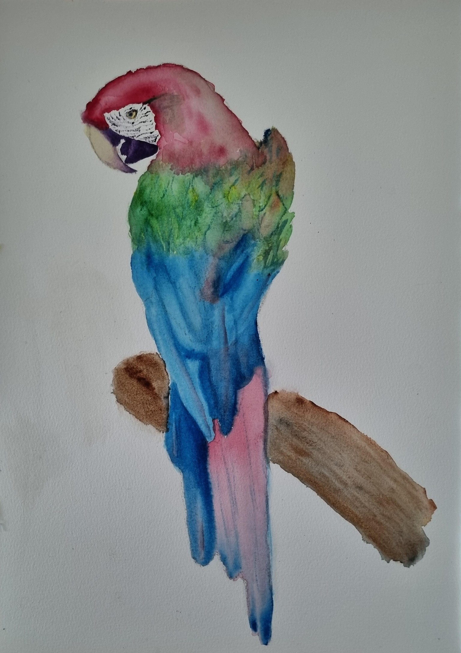 My Parrot - image 1 - student project