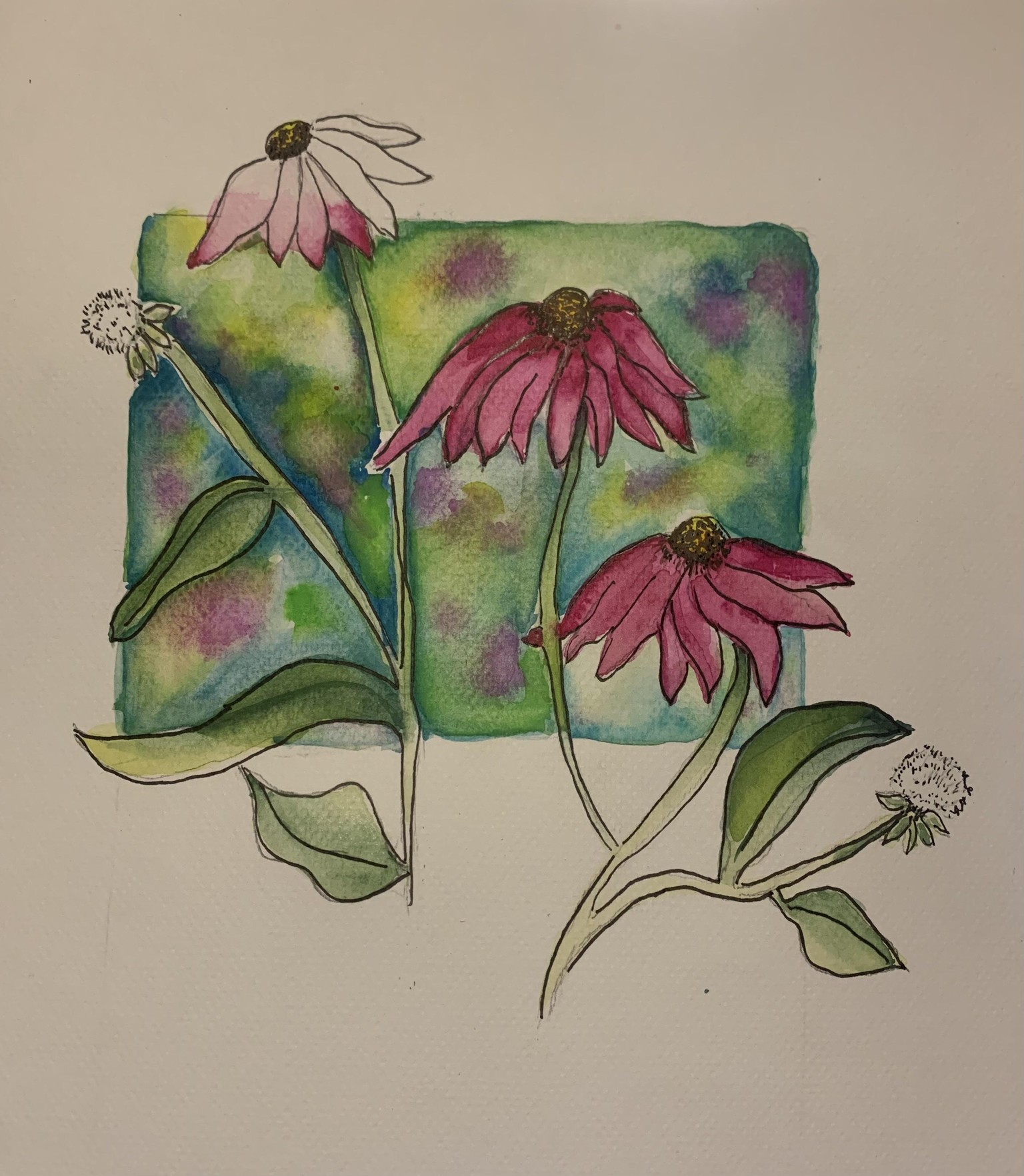 Echinacea practice - image 1 - student project