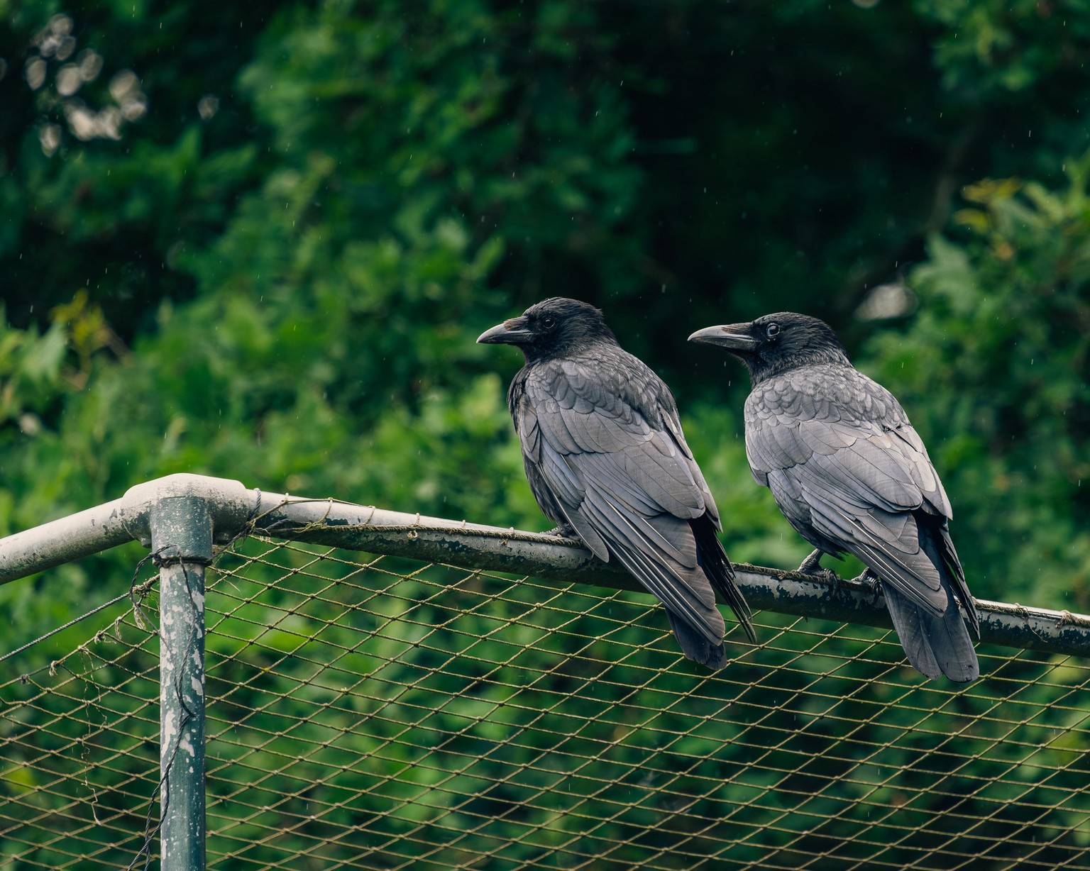 Crows - image 1 - student project
