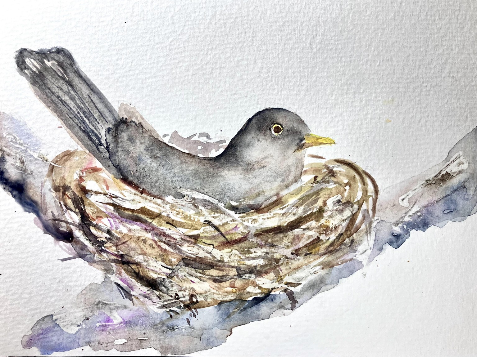 Nesting bird and eggs! - image 1 - student project