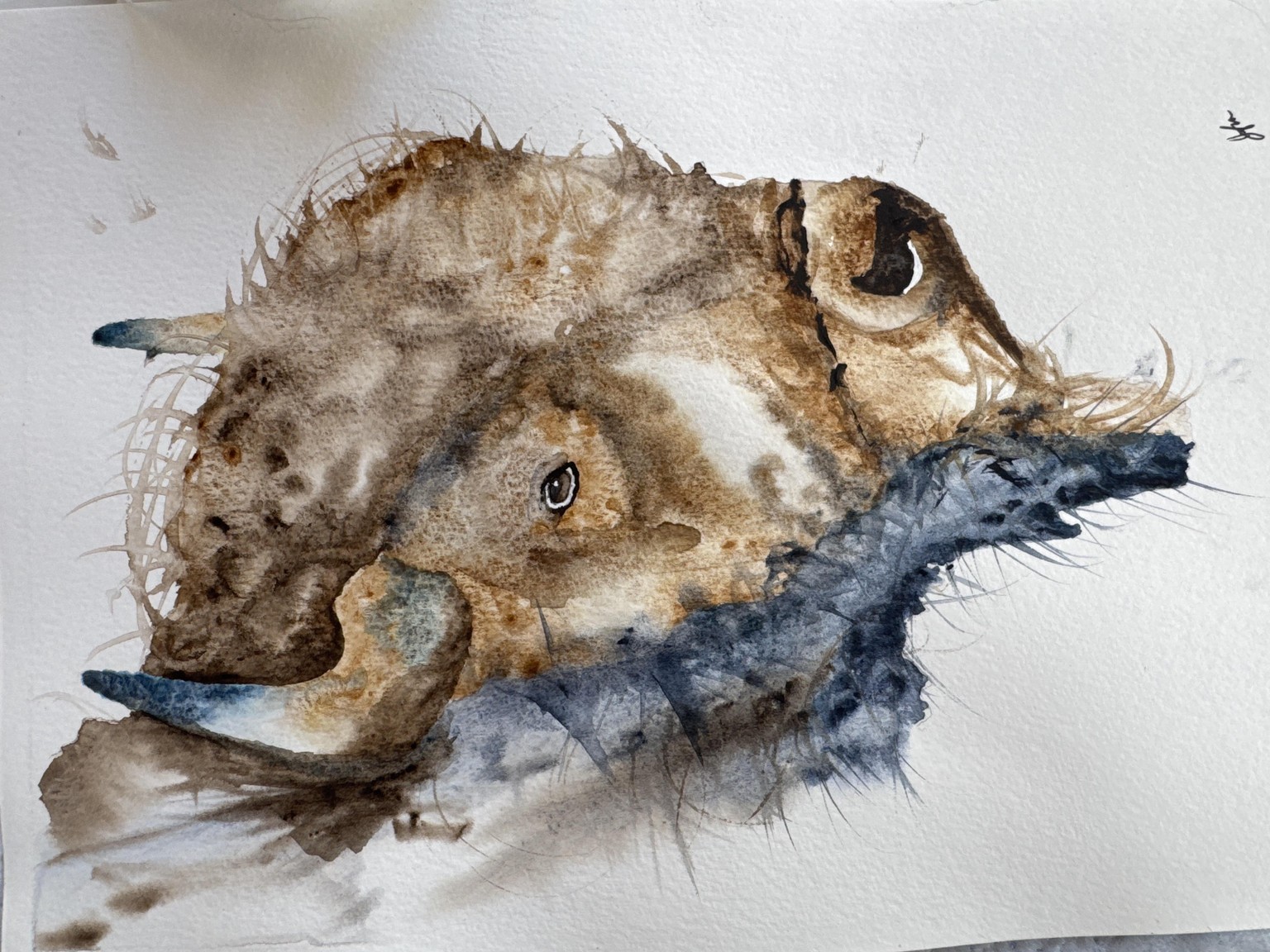Buffalo bison - image 1 - student project