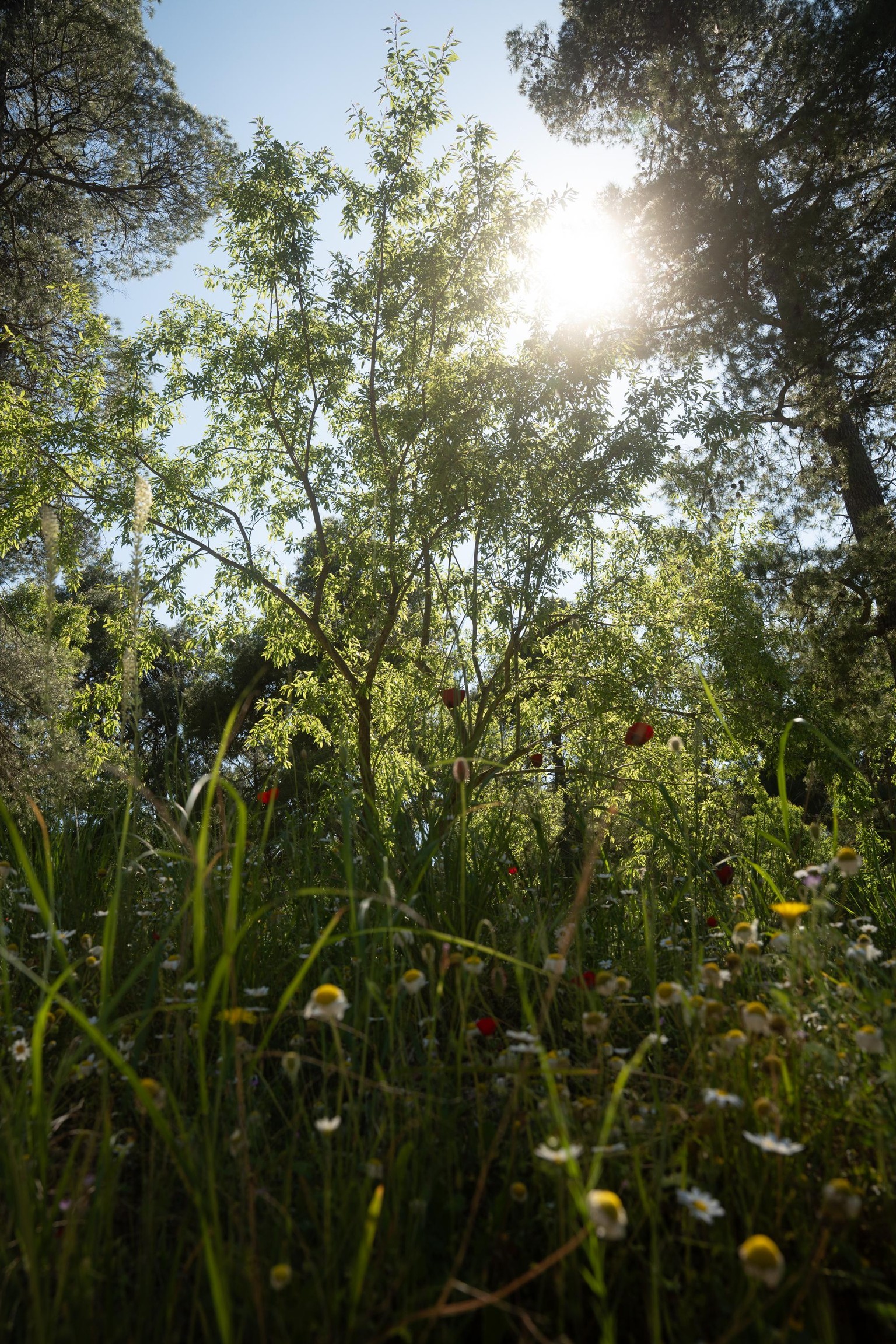 Nature - image 2 - student project