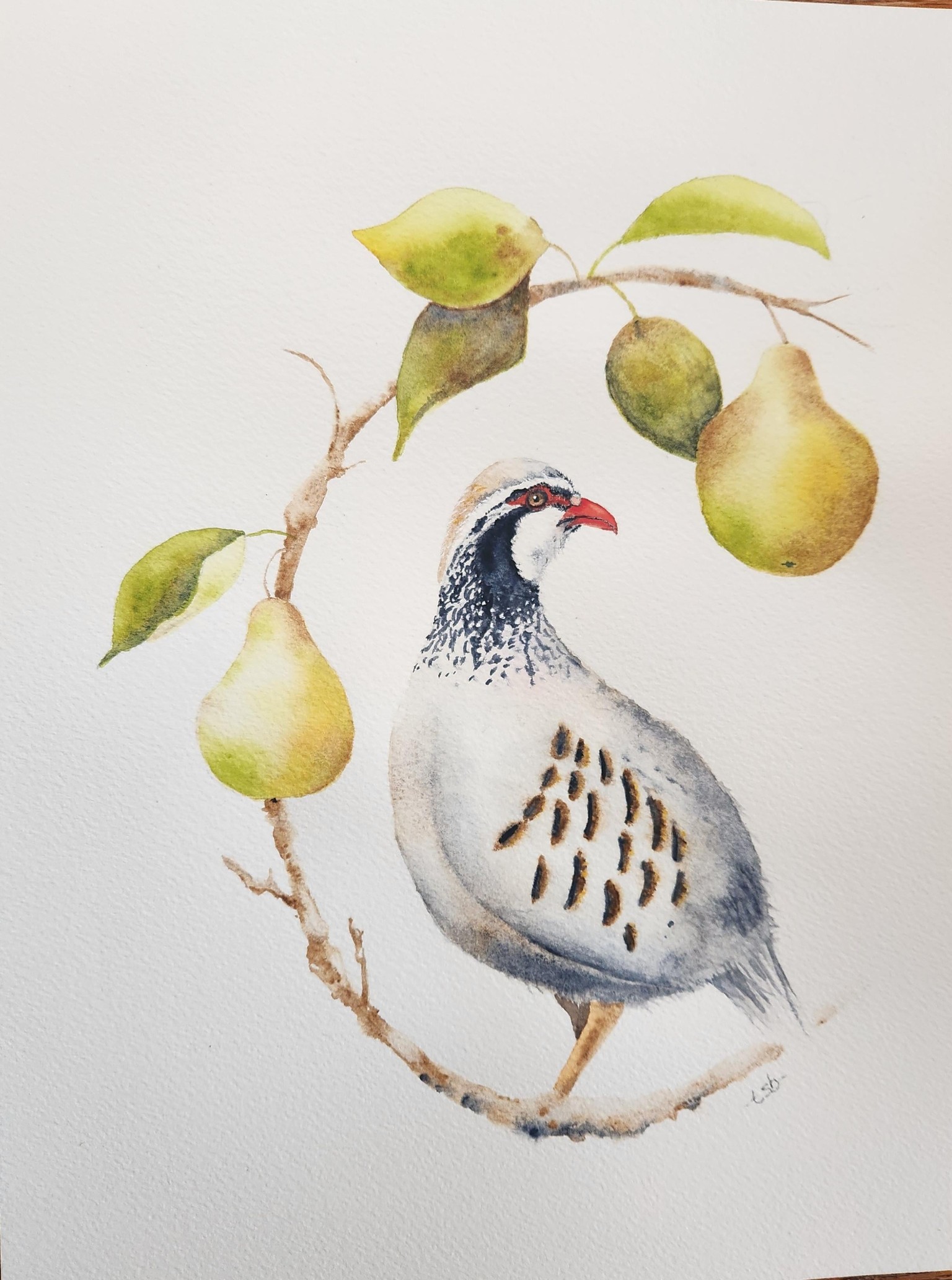 Parker the Partridge - image 2 - student project