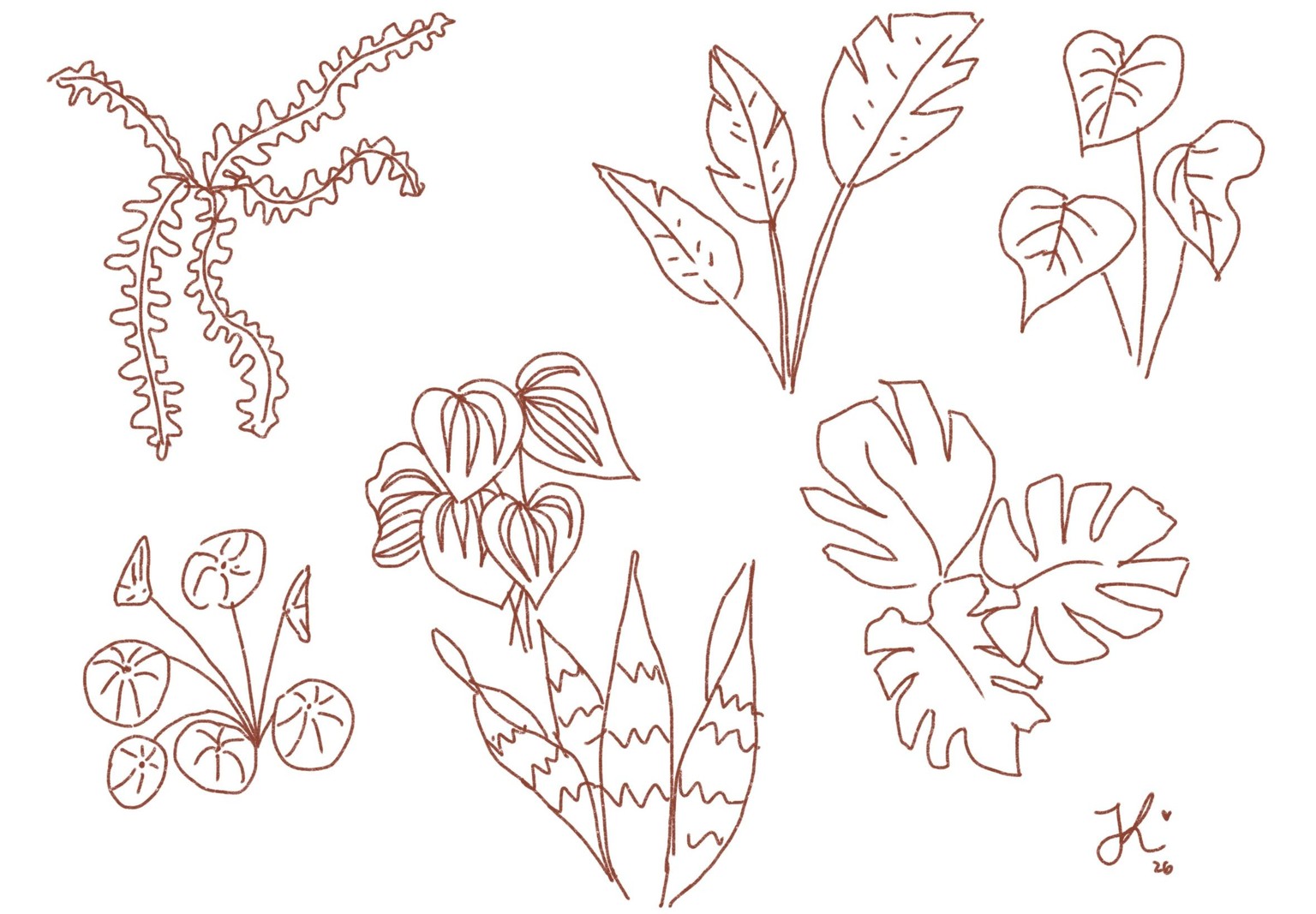 Plants & botanical illustration - image 1 - student project