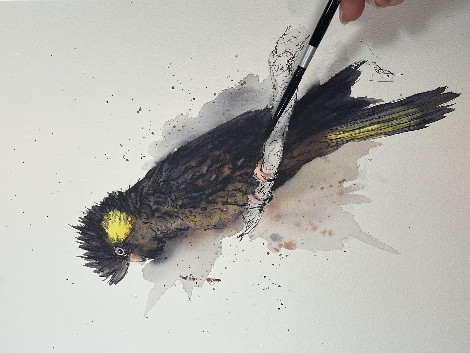 Yellow cockatoo - image 1 - student project