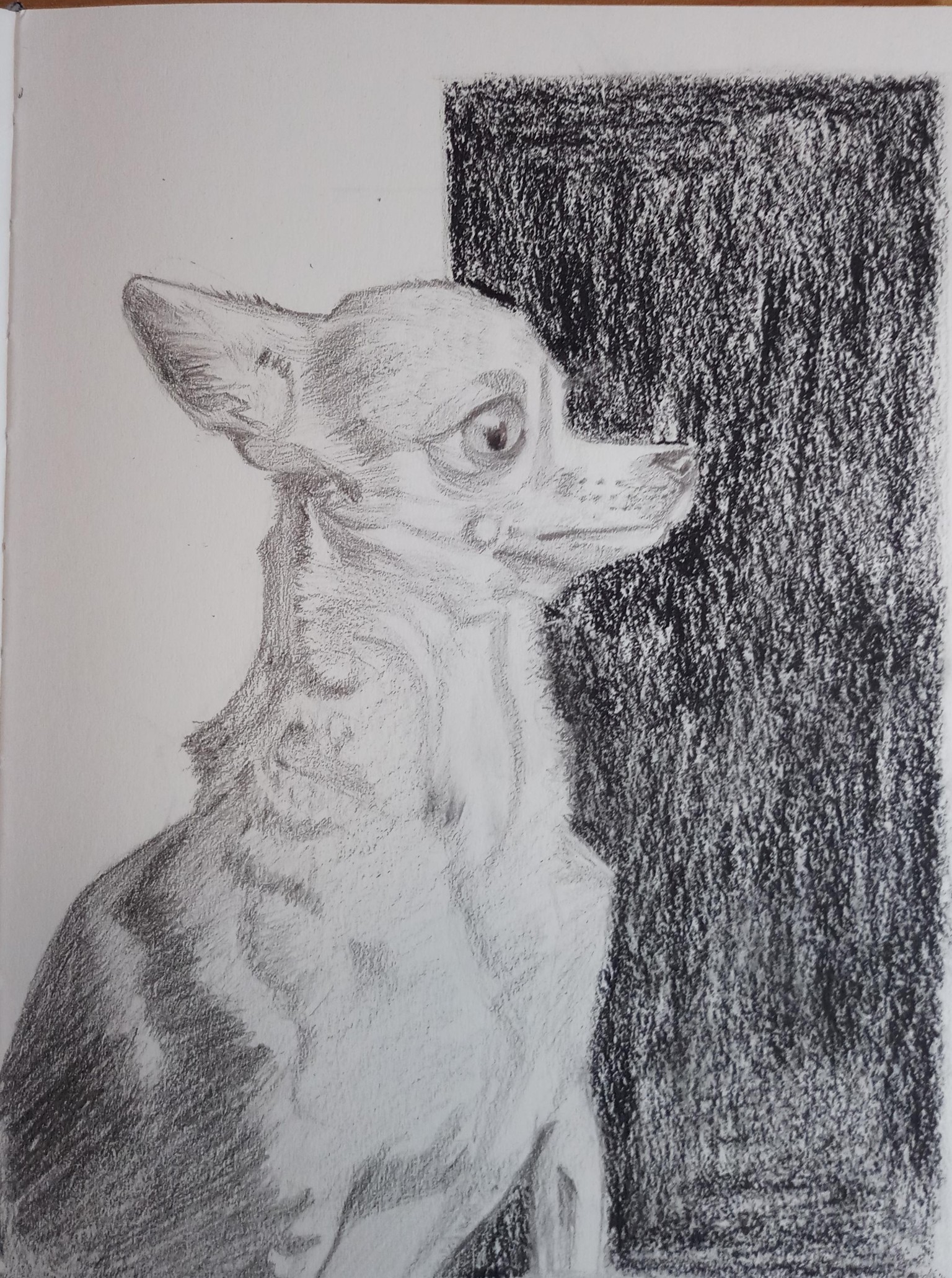 Dog Portraits - image 2 - student project
