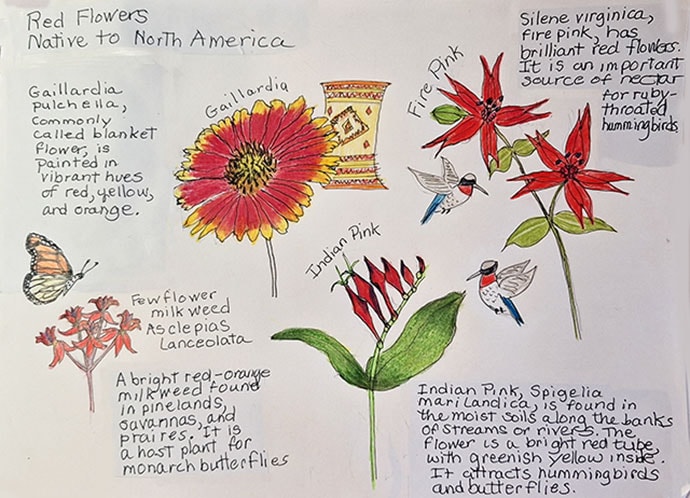 Native Red Wildflowers - a few favorites - image 1 - student project