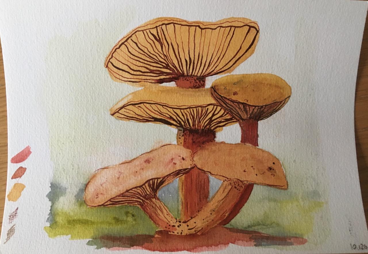 Mushrooms and company - image 2 - student project