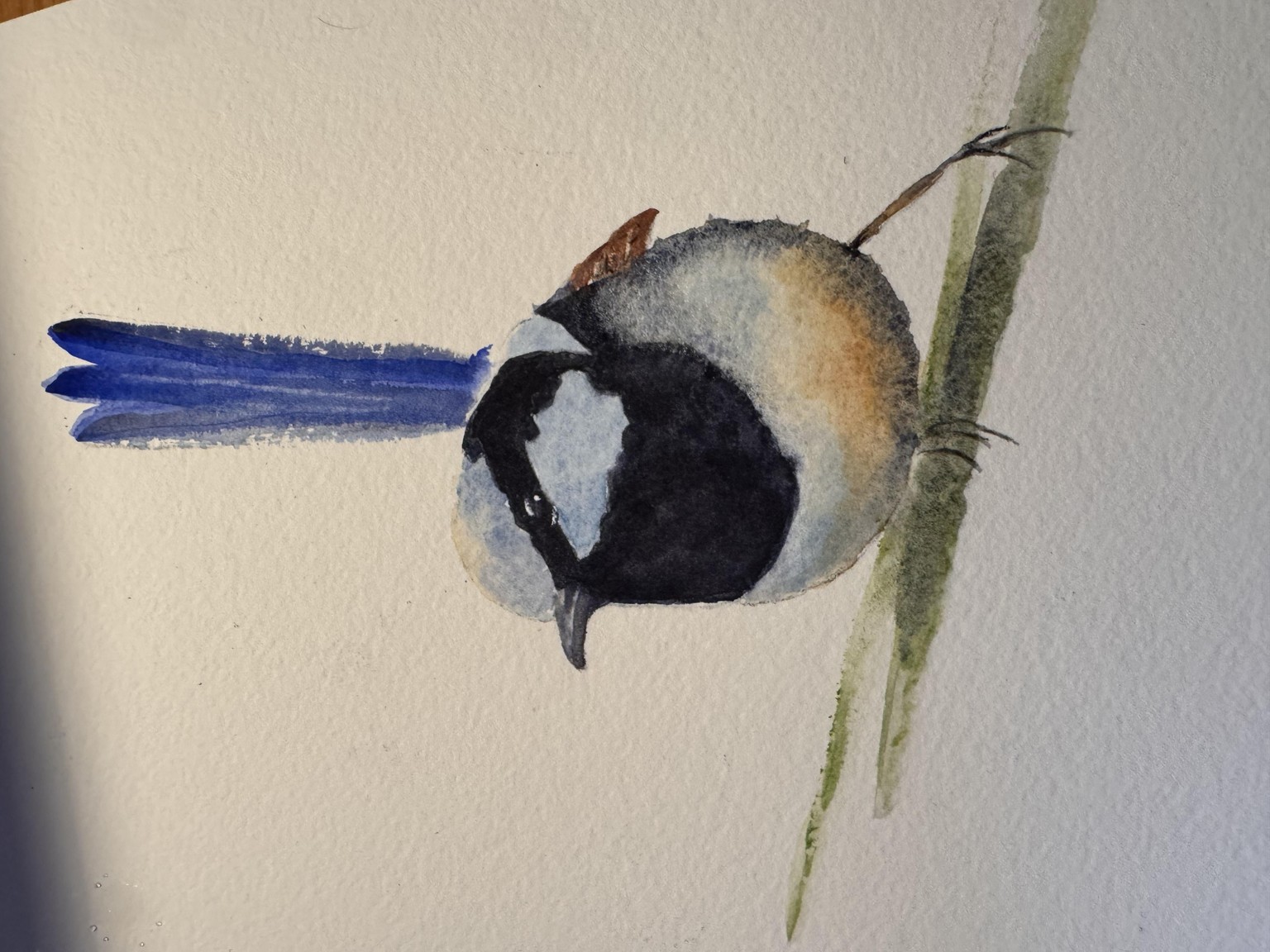 Jenny wren - image 1 - student project