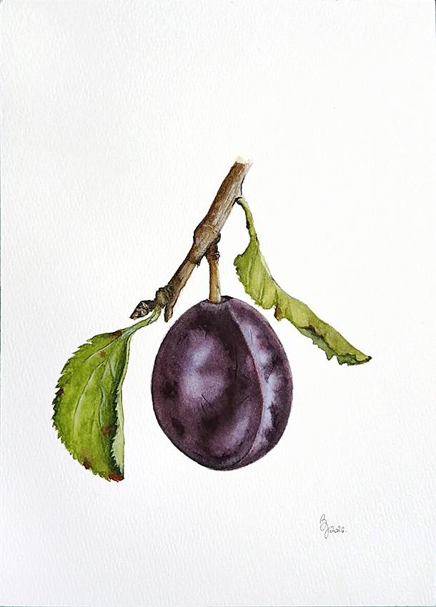 My watercolor plum - image 1 - student project