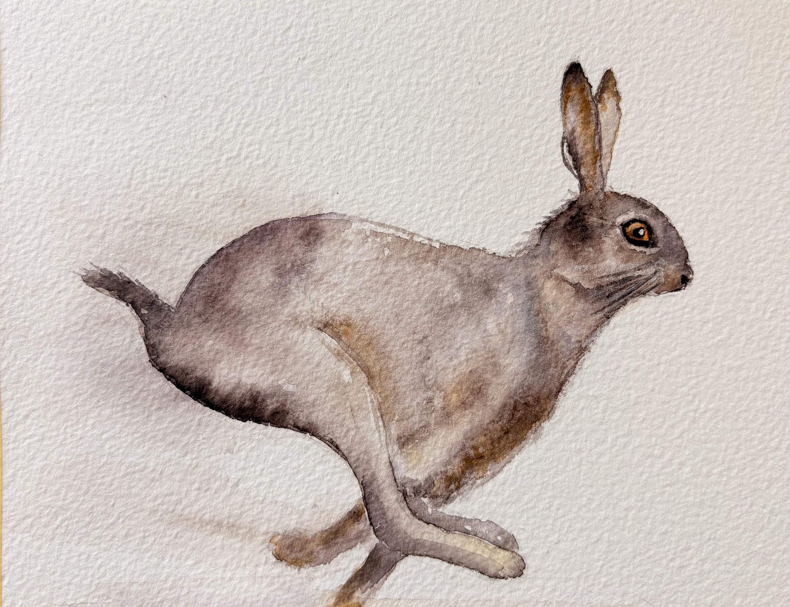 Violet Rabbit - image 1 - student project