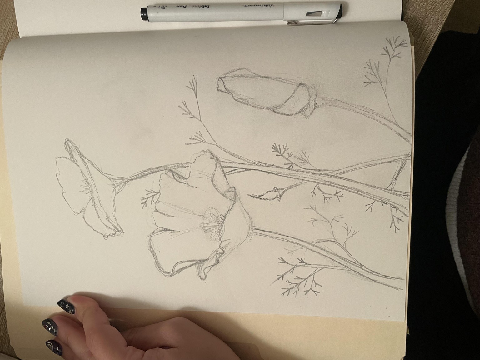 Hailey’s California Poppies - image 2 - student project