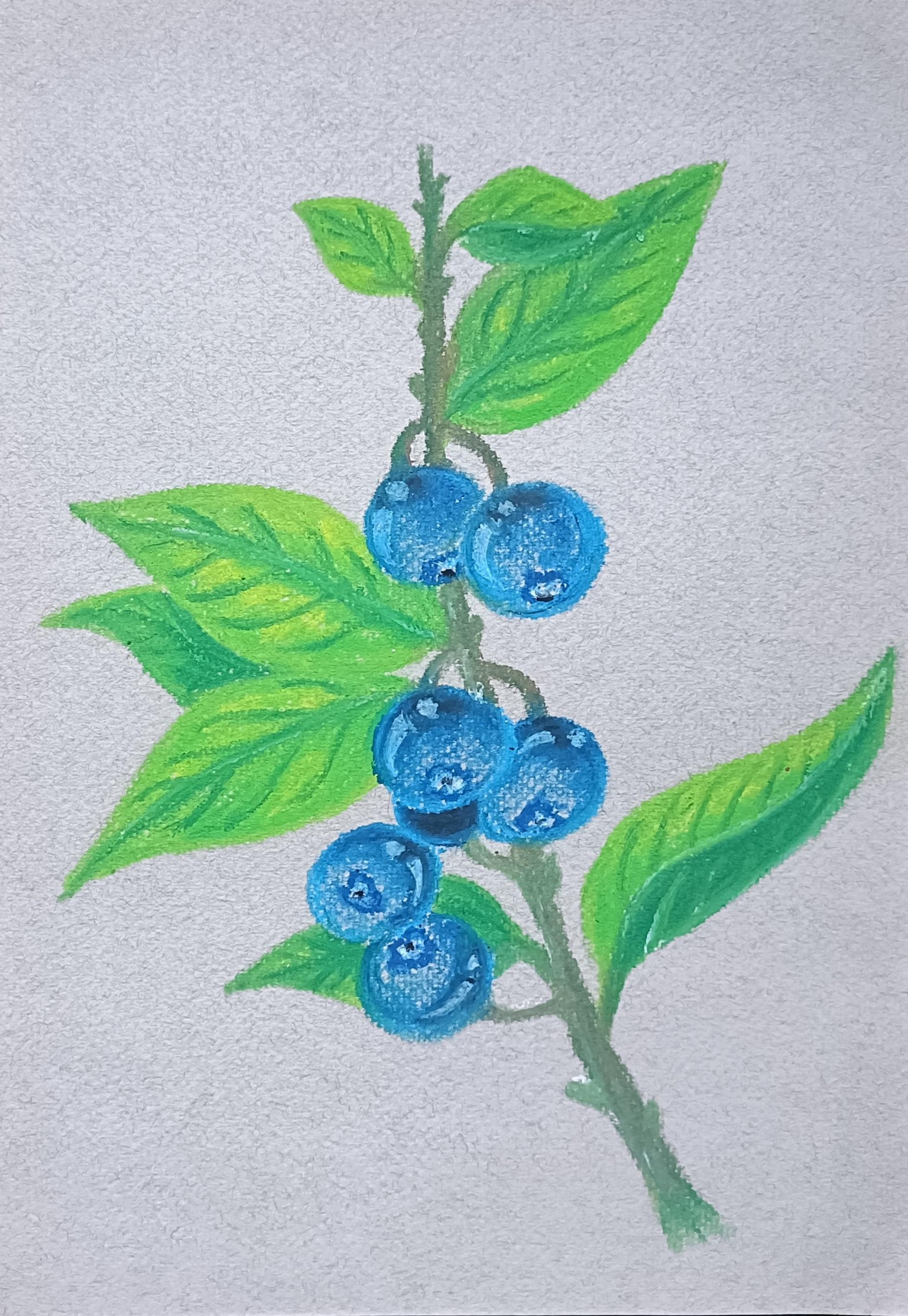 Blueberry branches - image 2 - student project