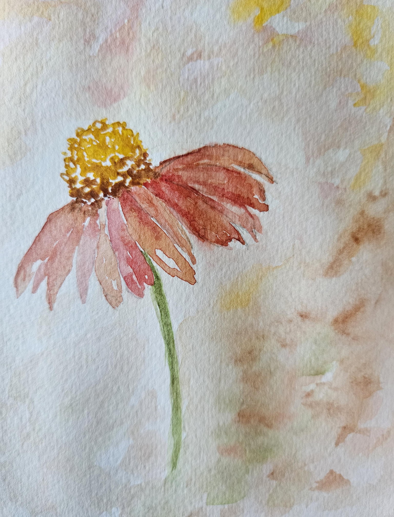 Loose coneflower - image 2 - student project