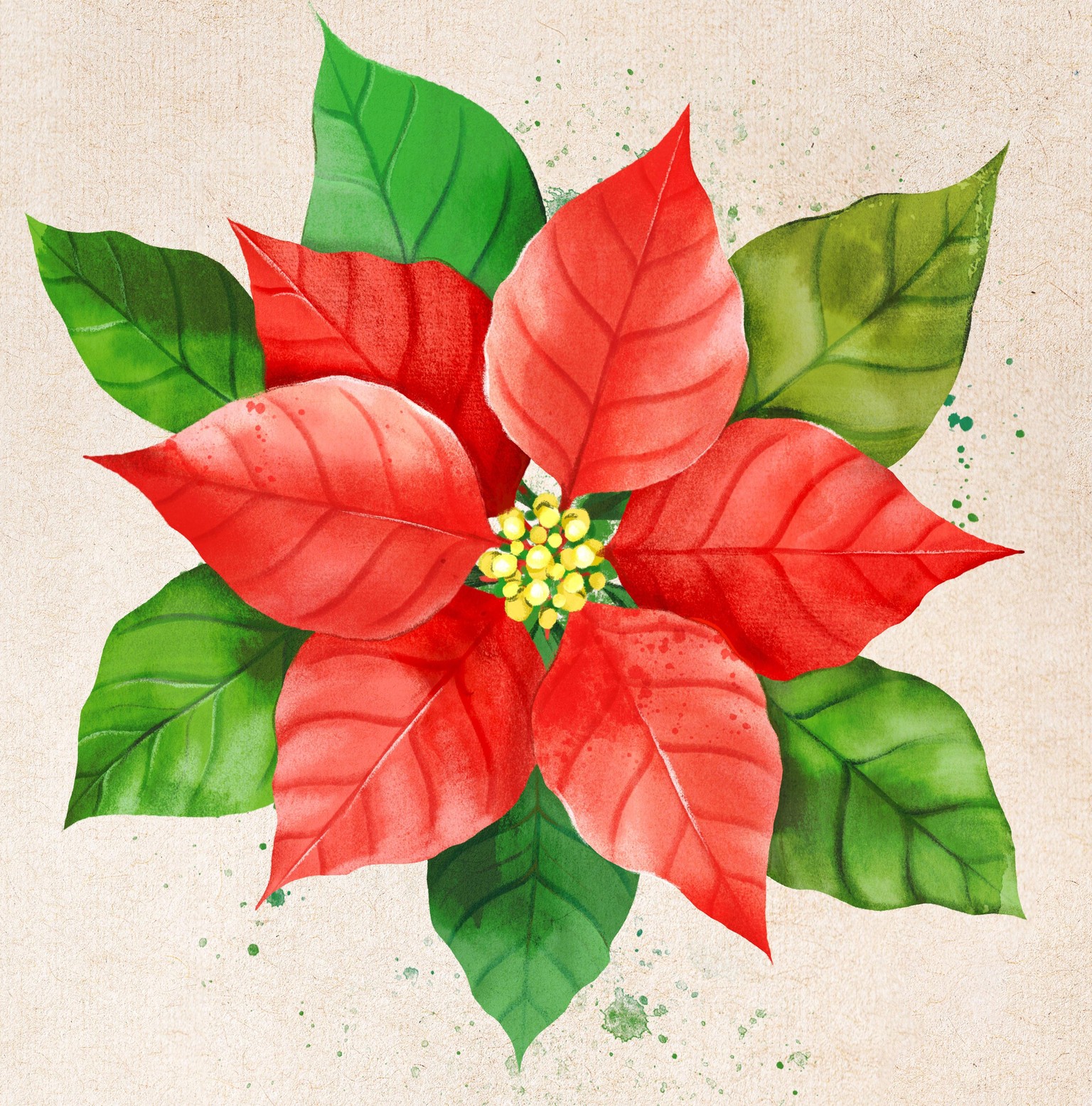 My Finished Poinsettia – From Illustration to Final Design - image 2 - student project