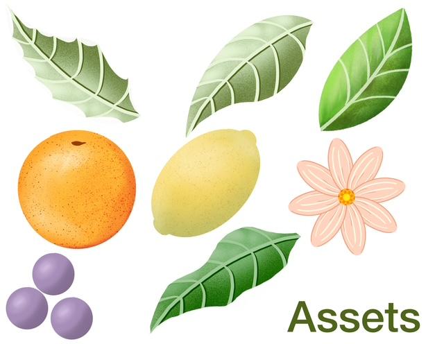 Fruit Illustrations & Assets - image 1 - student project