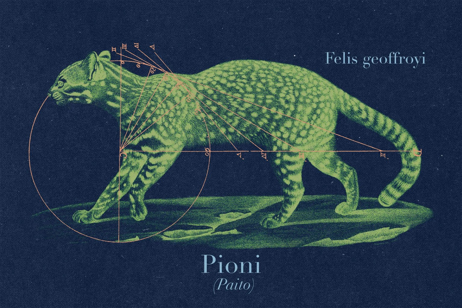 Pioni - Felis geoffroyi - image 1 - student project