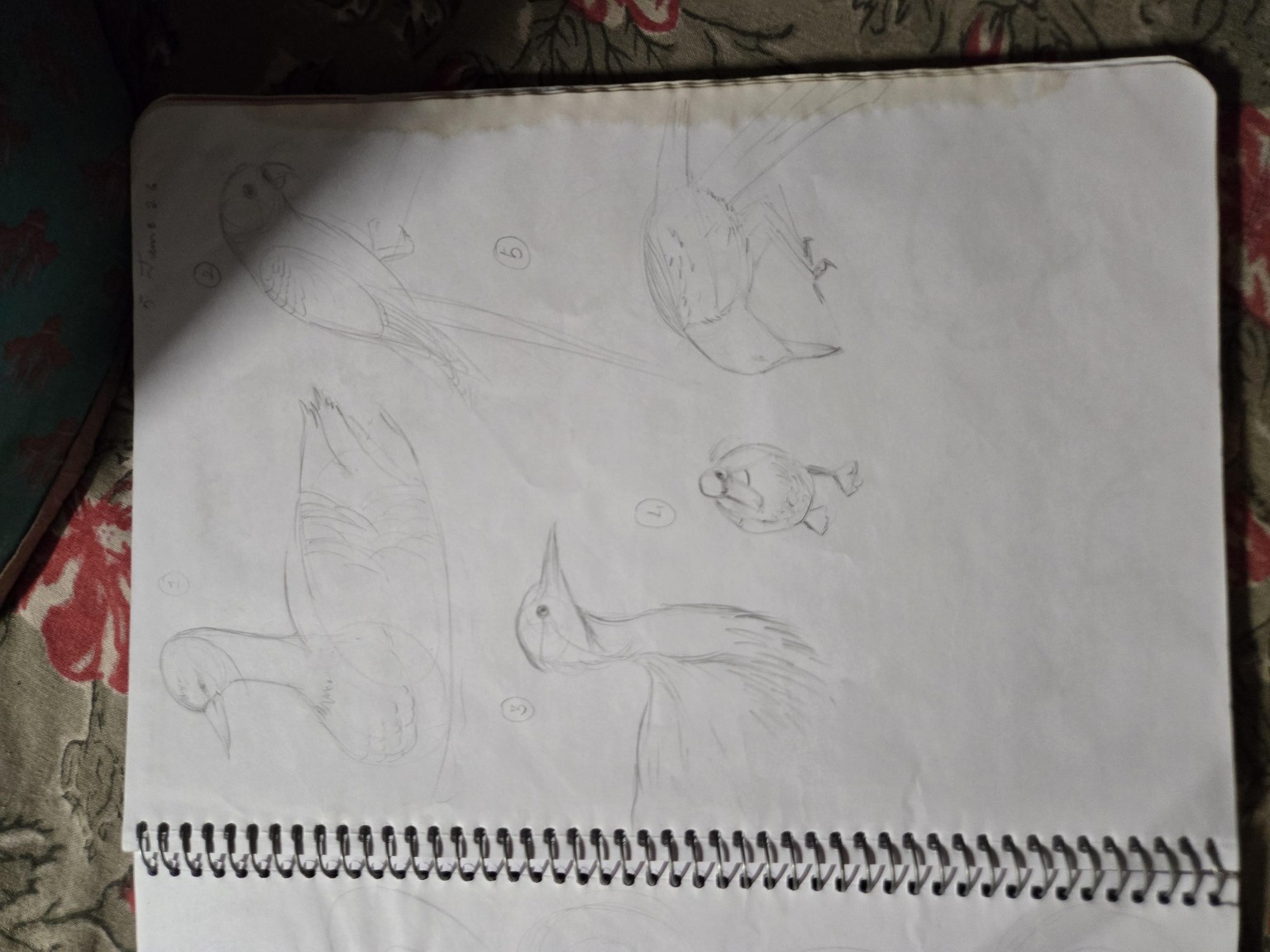 Tried on fishes n birds - image 2 - student project