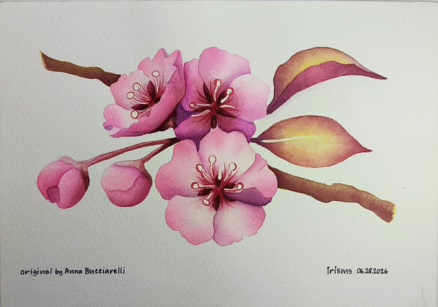 Cherry Blossoms - image 1 - student project