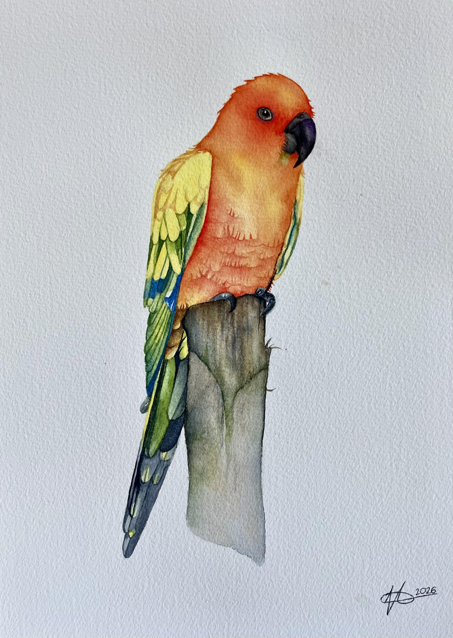 Sun Conure - image 1 - student project