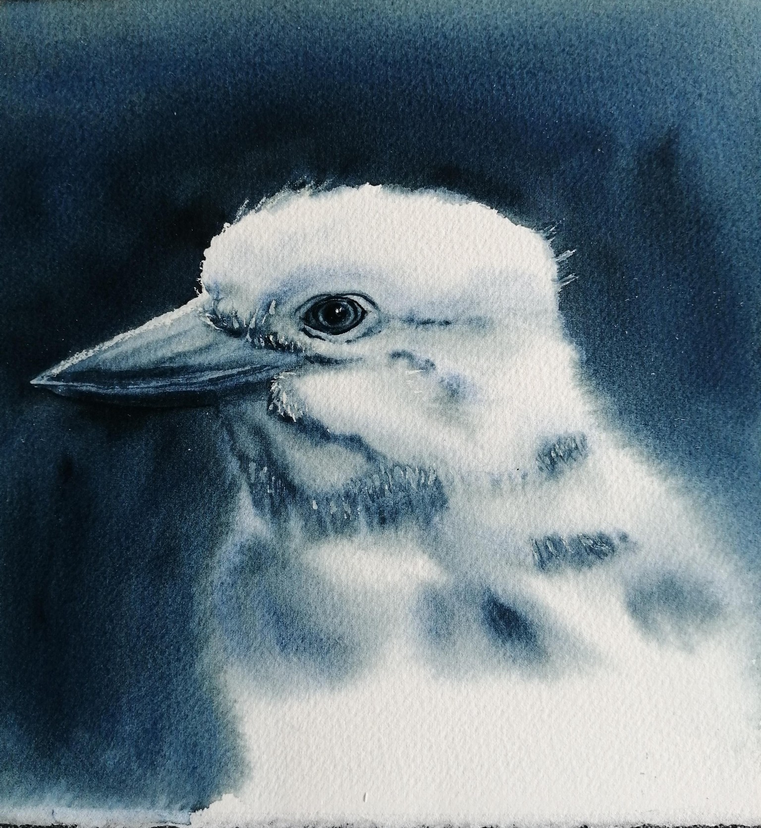 Oiseaux monochrome - image 2 - student project