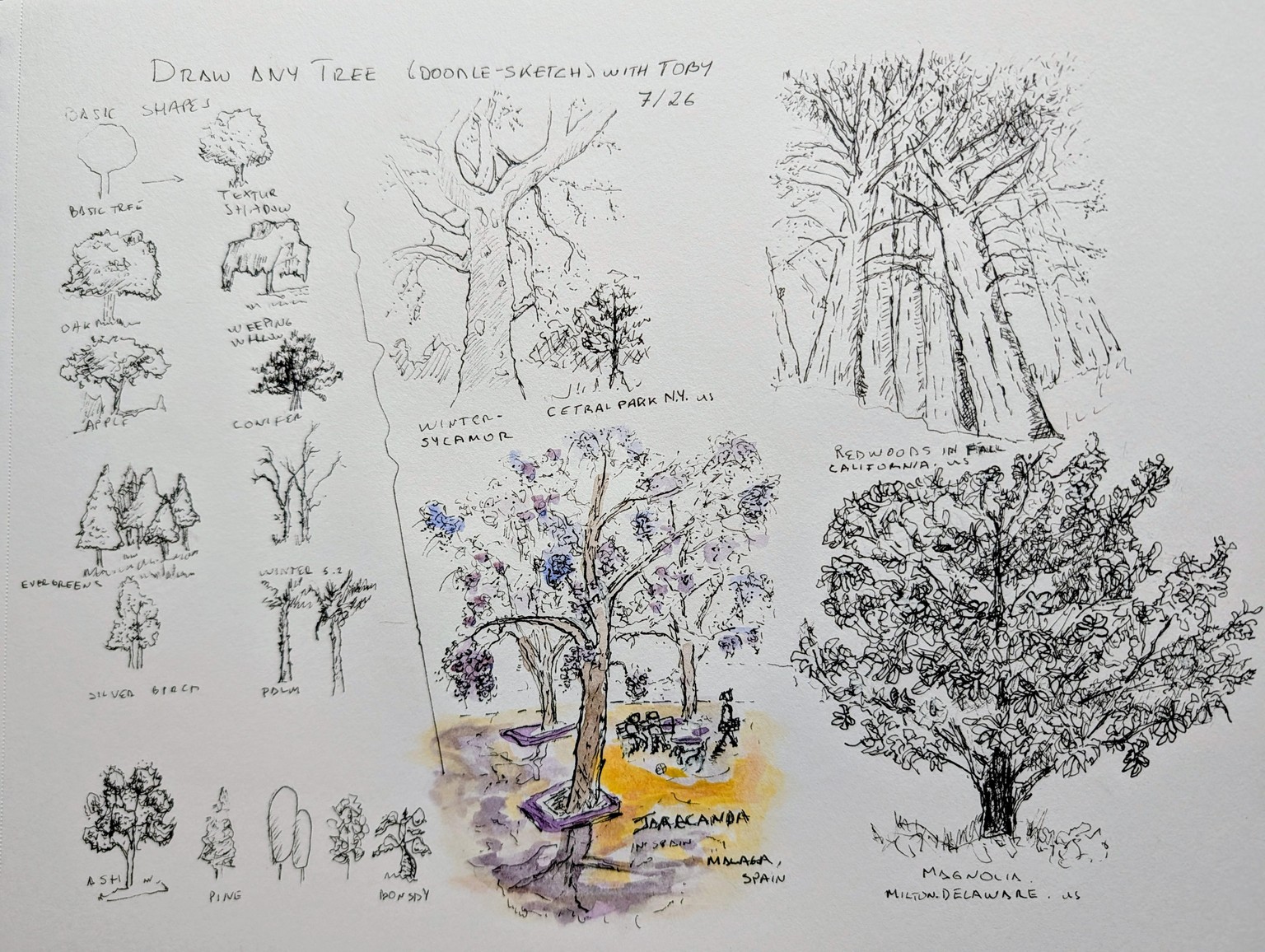 Doddle Any Tree with Toby - image 1 - student project