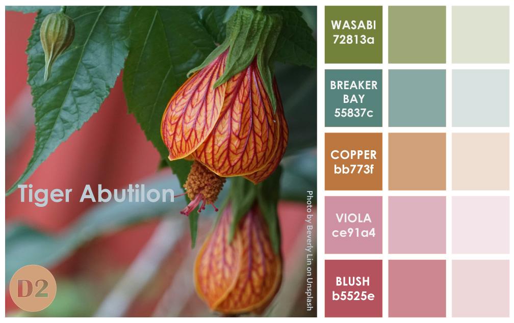 Abutilon - Color Scheme - image 1 - student project