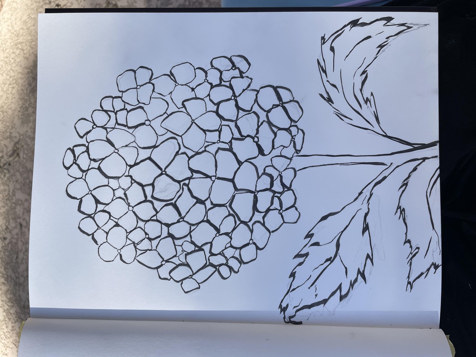 Hailey’s Hydrangea :-) - image 1 - student project