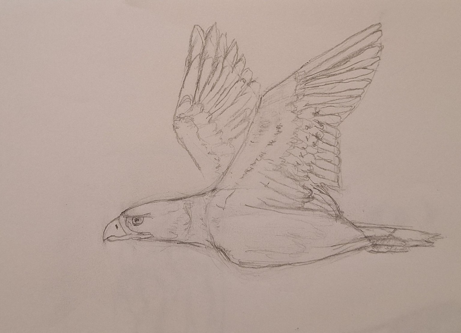 Eagle Flying - image 1 - student project
