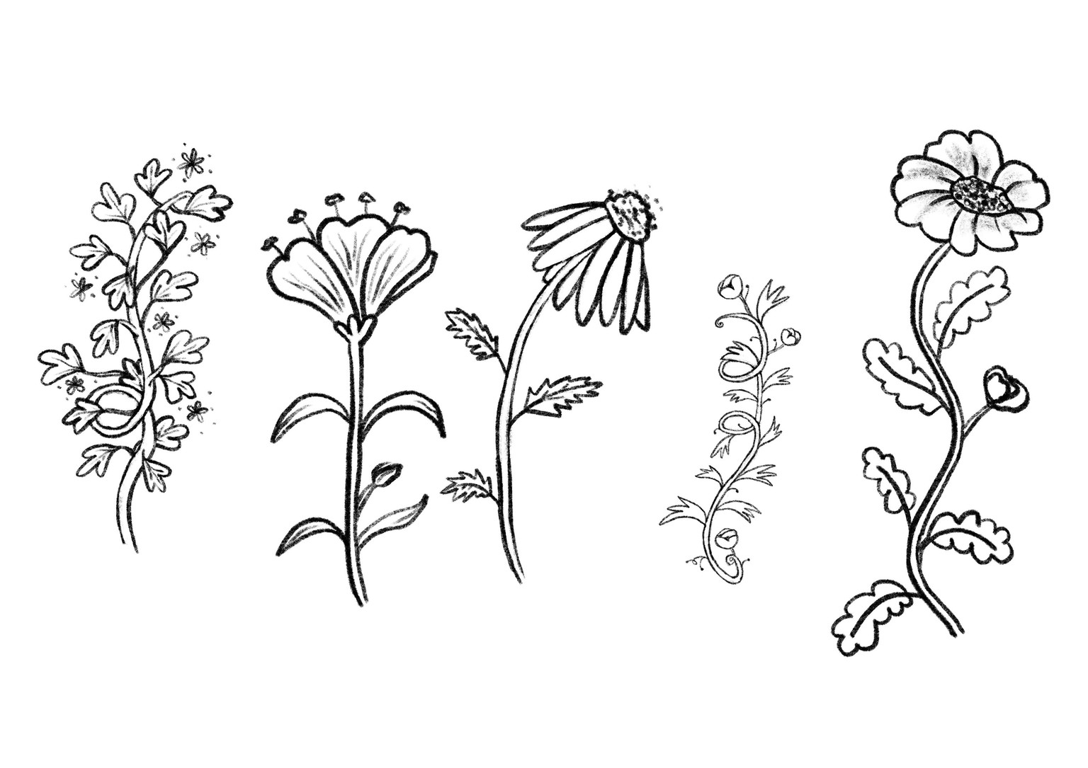 Lovely botanical illustration studies - image 2 - student project