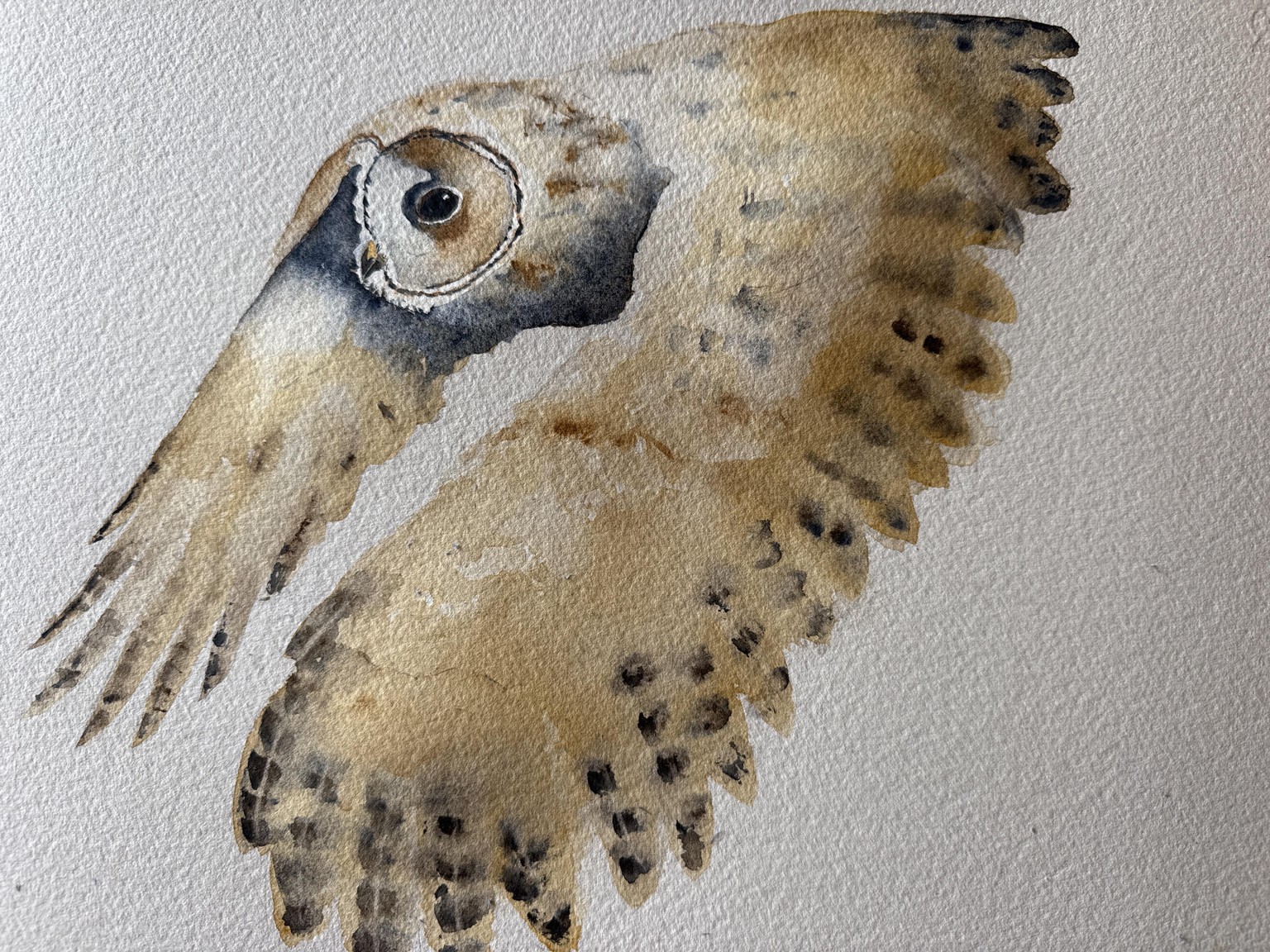 Barn Owl in flight - image 1 - student project