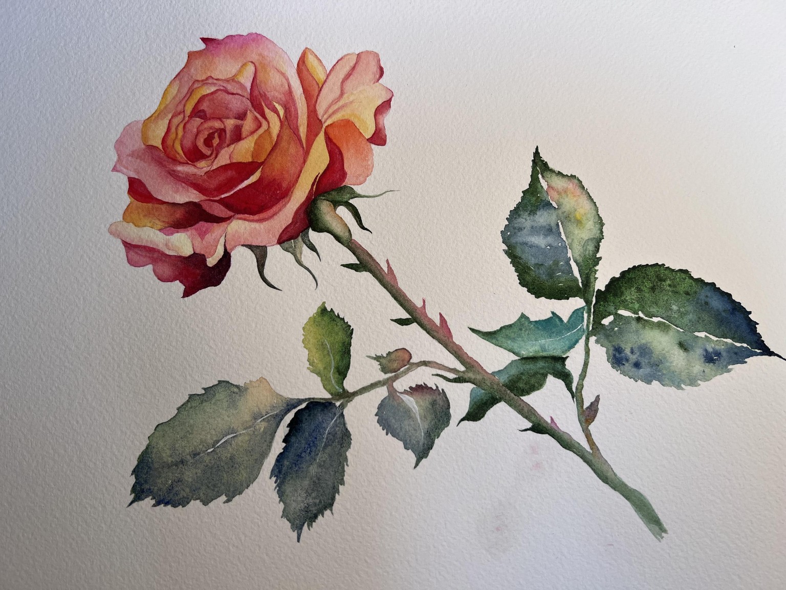 Timeless rose - image 1 - student project