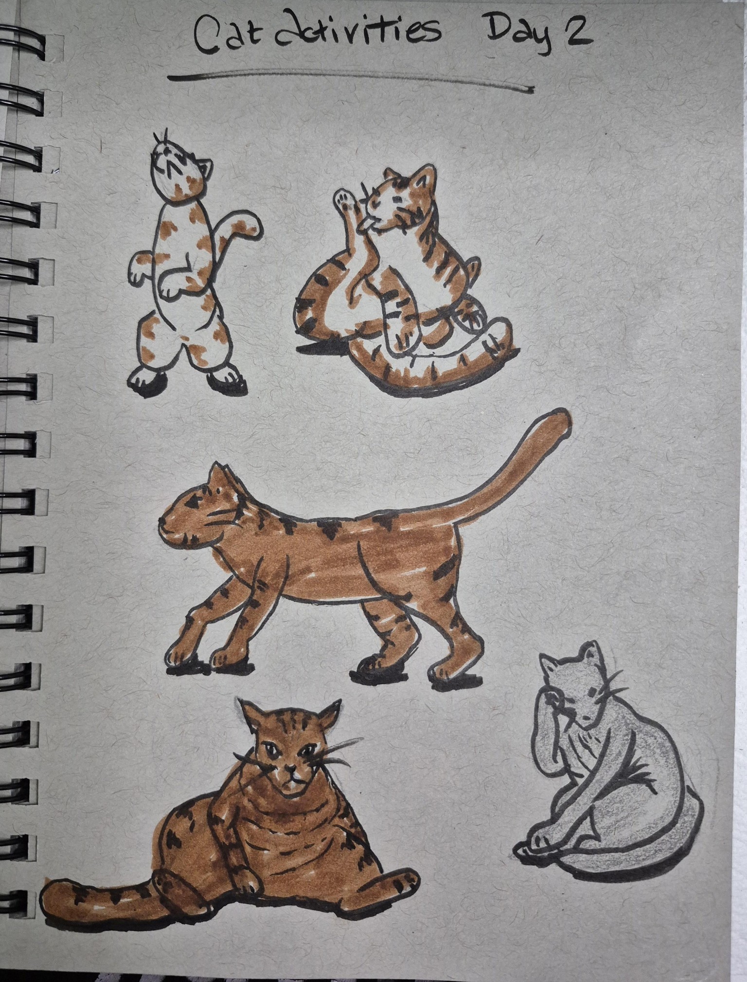 Sketching Cats Days 1-3 - image 3 - student project