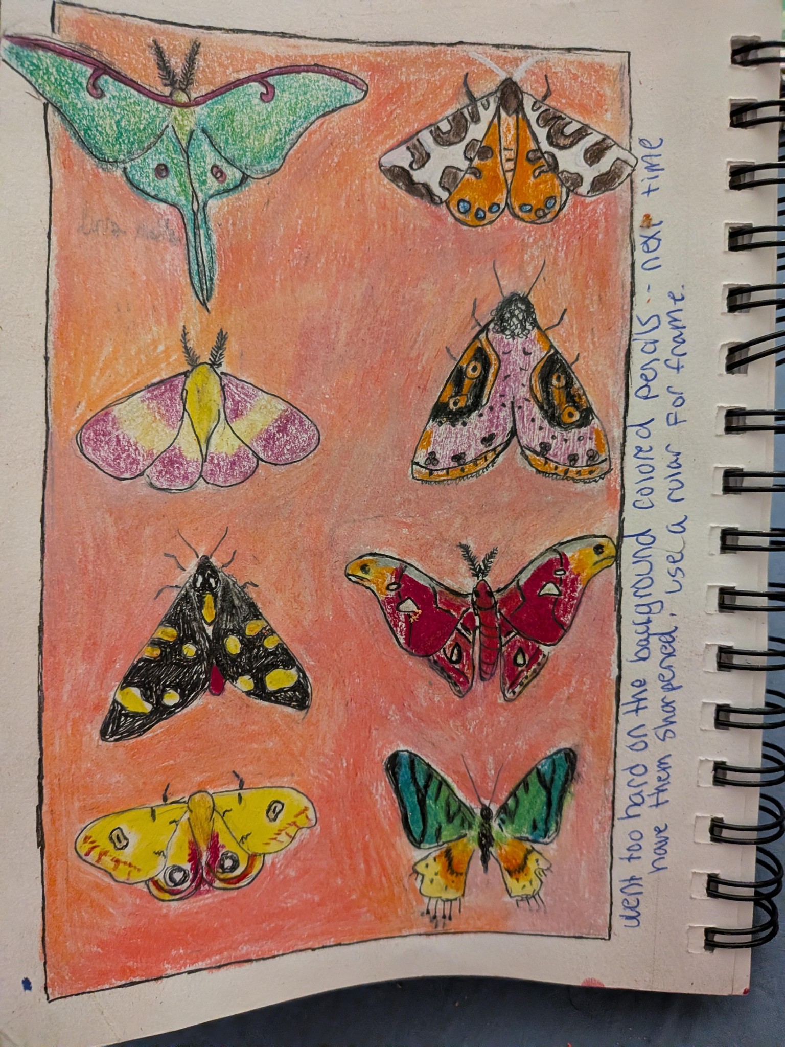 A small collection of winged specimen - image 1 - student project