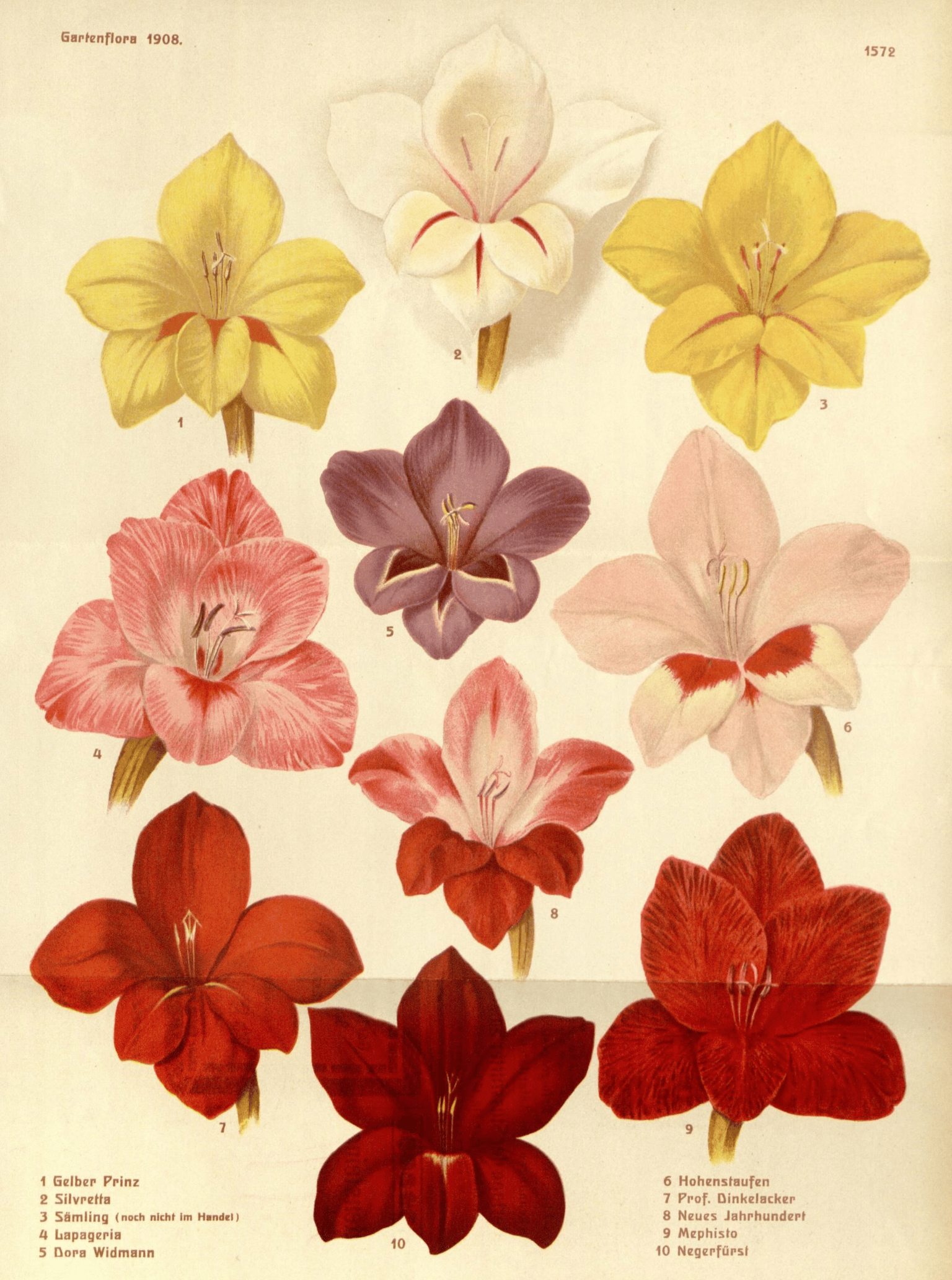 Gladiolus With Love Card - image 1 - student project