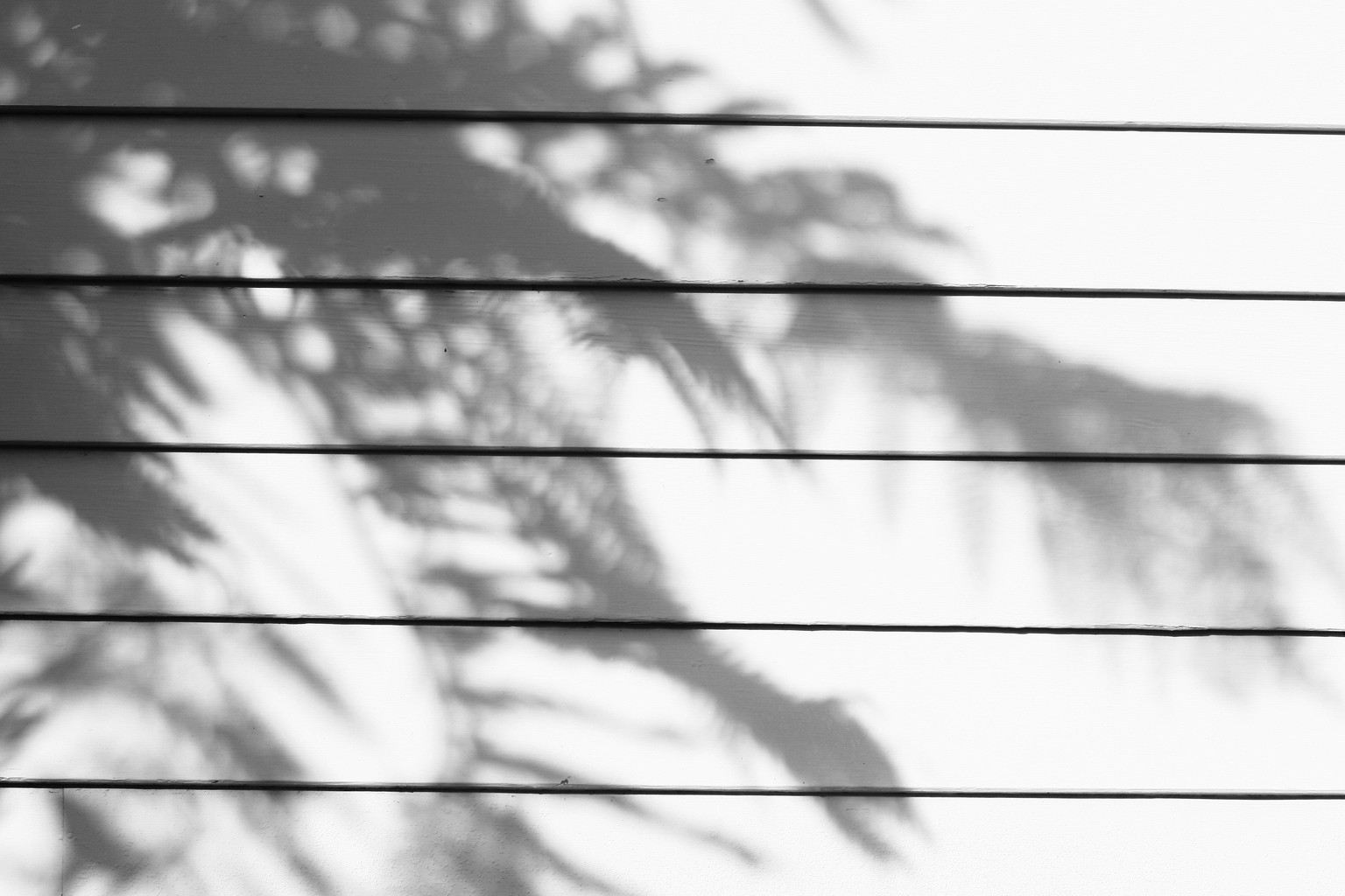 Monochrome Monday (on a Tuesday) - image 3 - student project