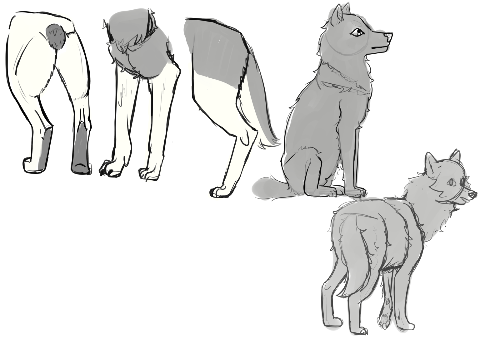 Wolf practice - image 6 - student project