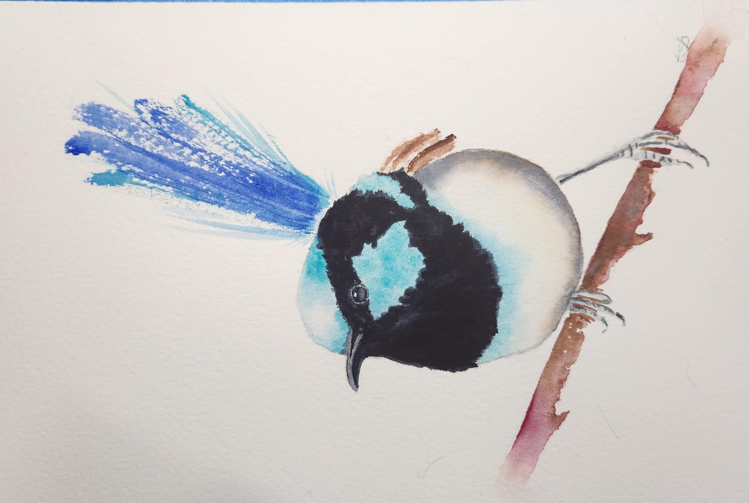 Little Blue Wren - image 1 - student project