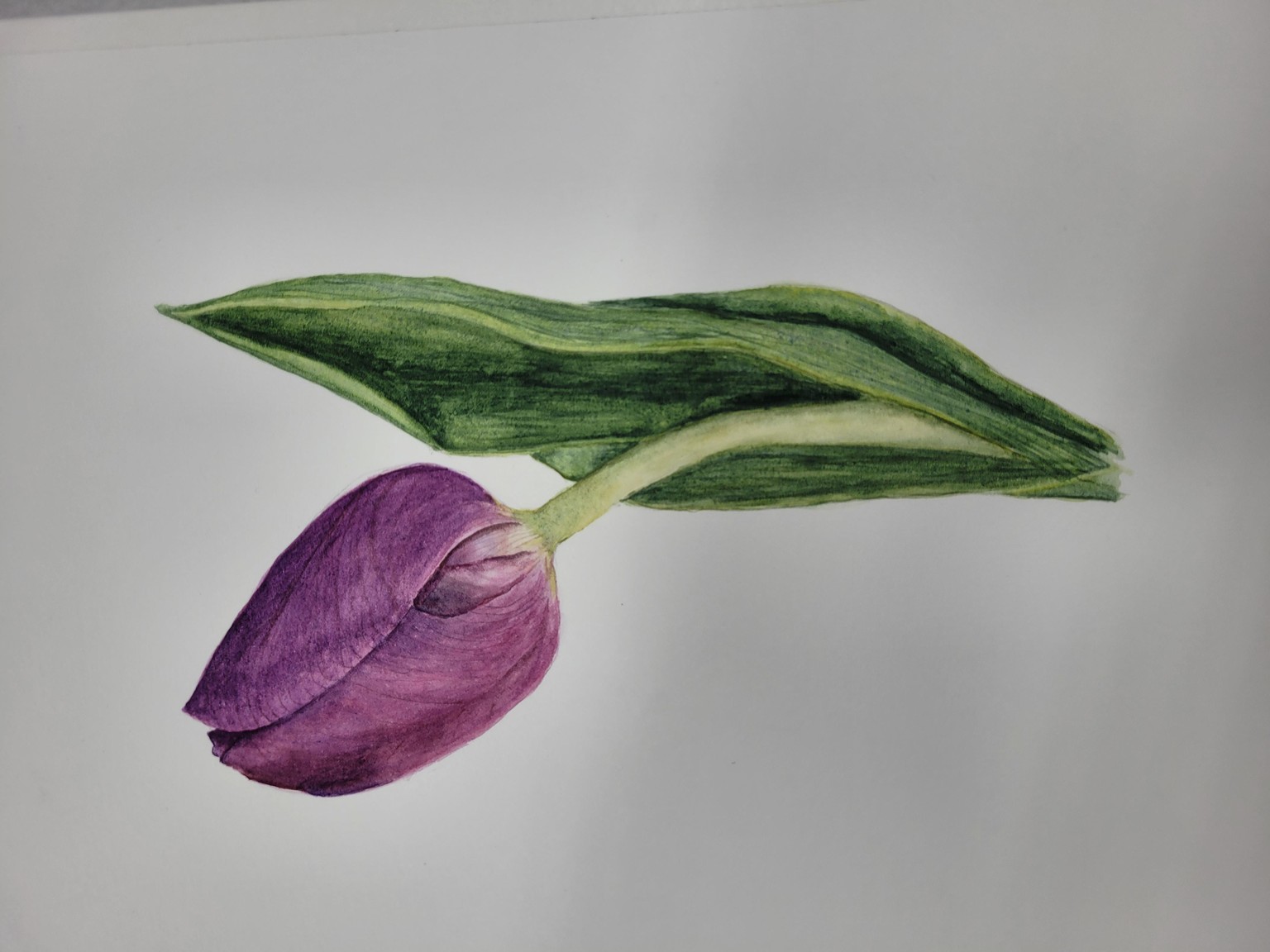Watercolor tulip - image 1 - student project