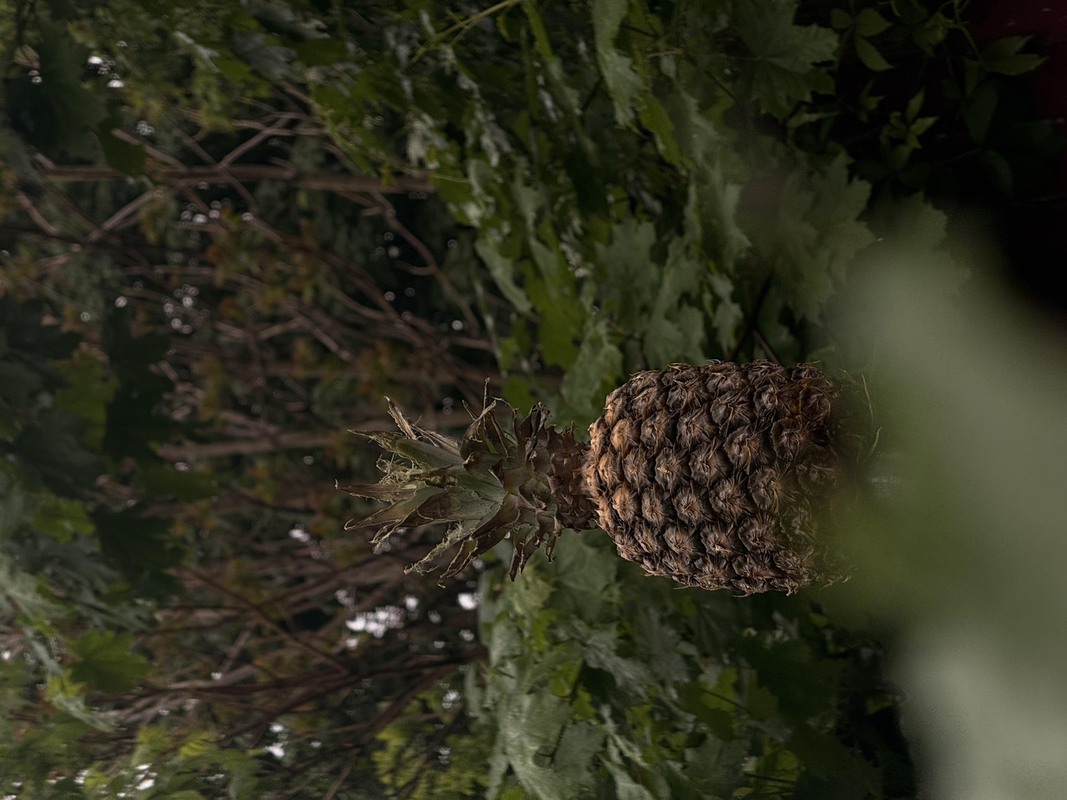 Pineapple - image 2 - student project