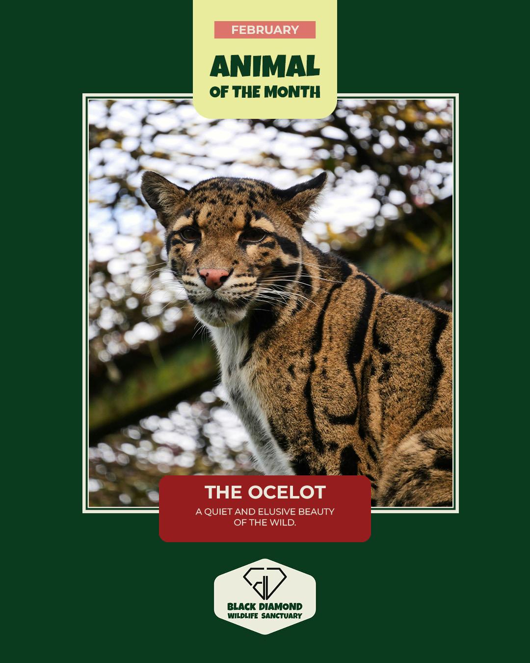 Black Diamond Wildlife Sanctuary - image 6 - student project