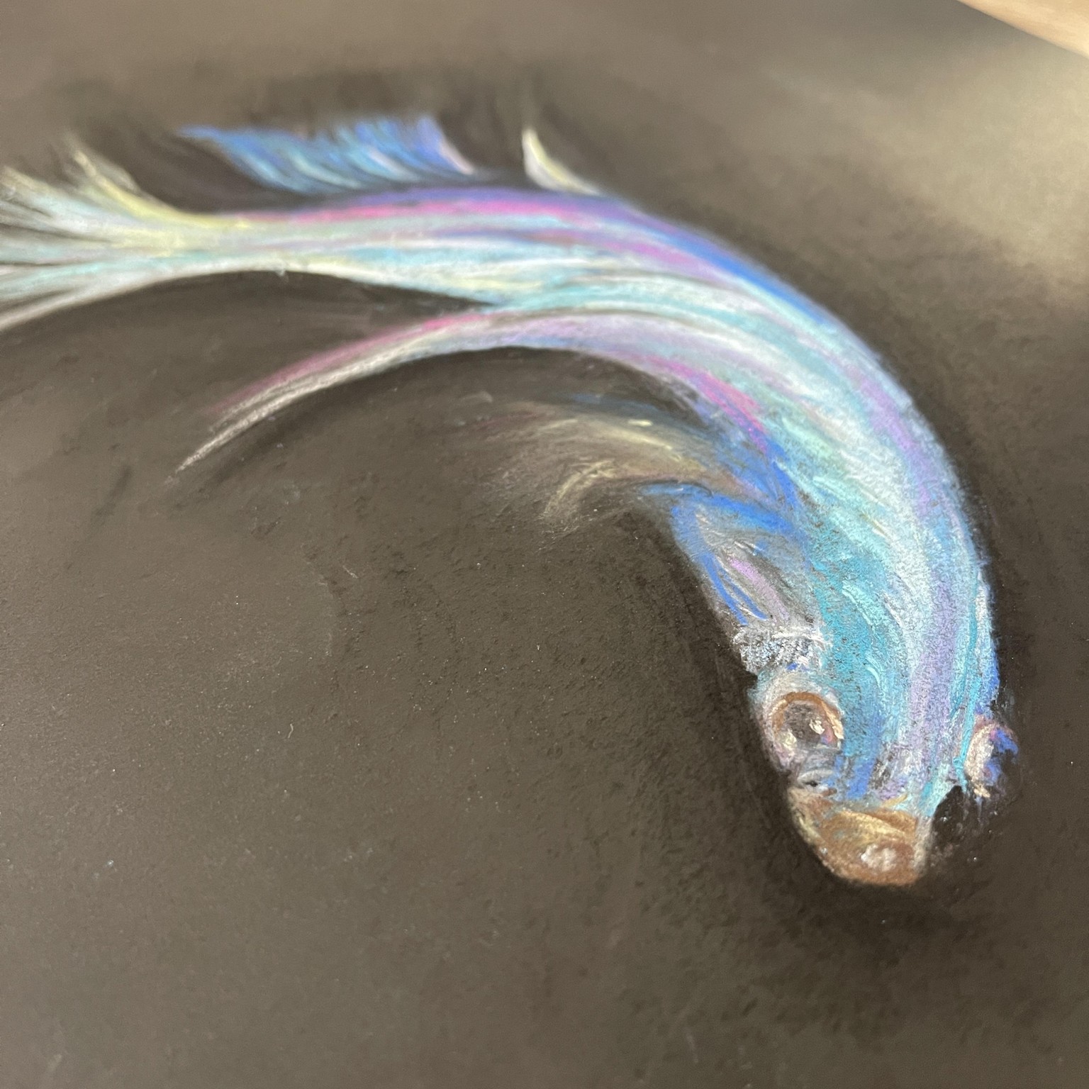 First ever pastel study - beta fish - image 2 - student project