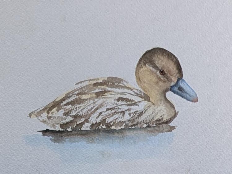 Just Ducky - image 1 - student project