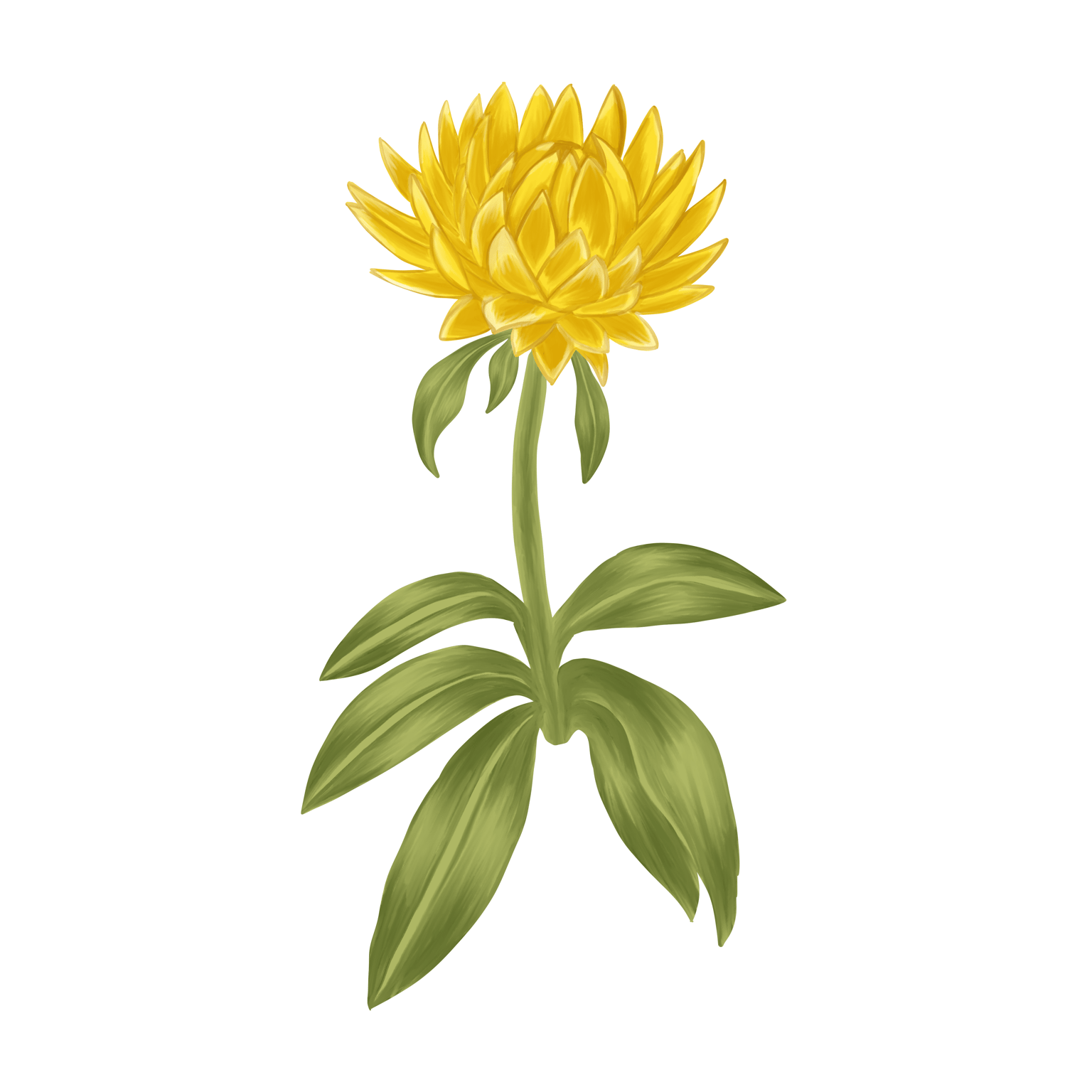 Flowers - image 1 - student project