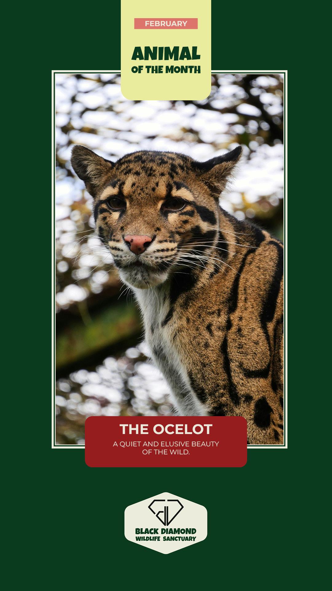Black Diamond Wildlife Sanctuary - image 7 - student project