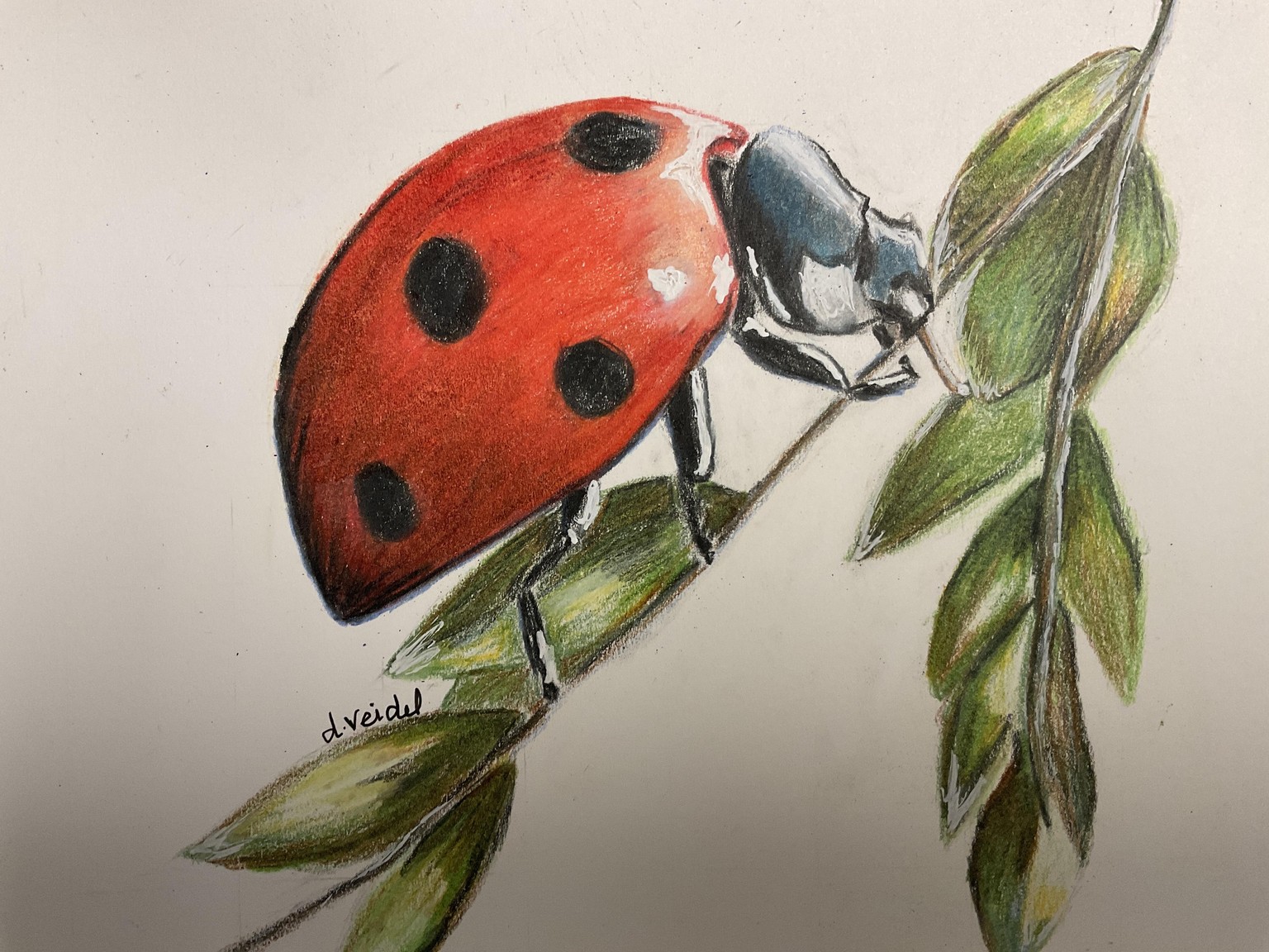 Ladybug - image 1 - student project