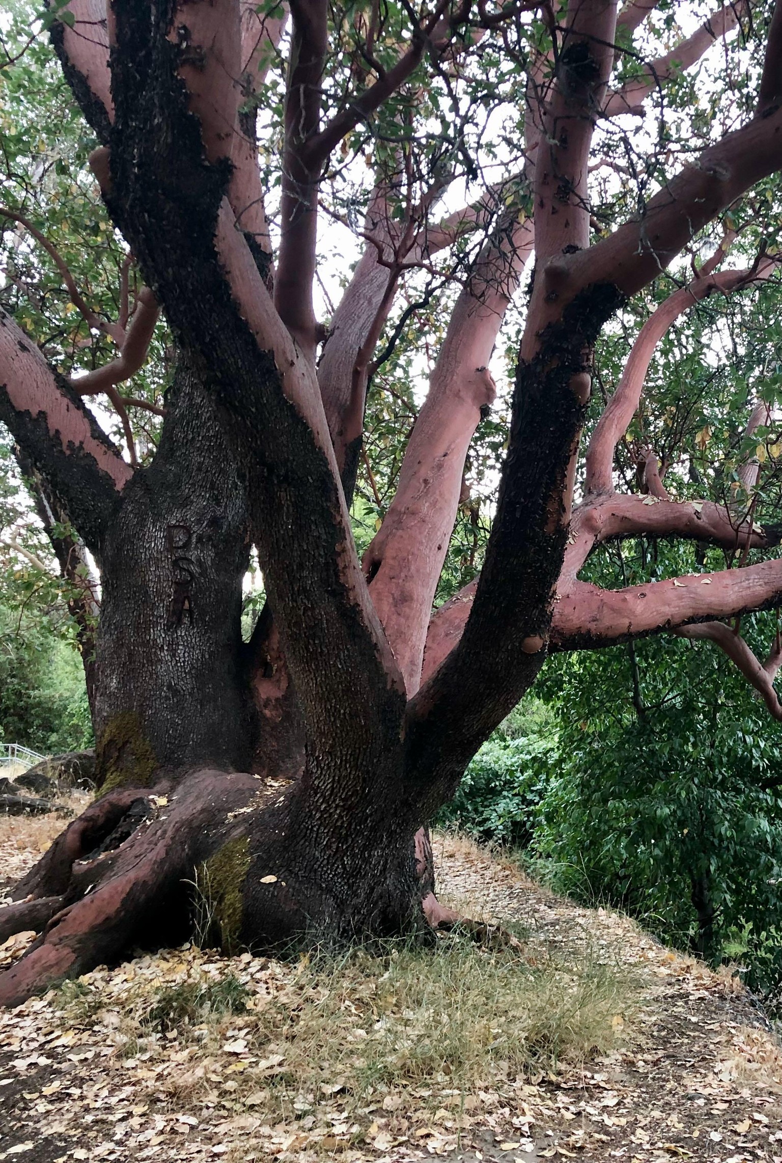 Gold Hill Manzanita - image 2 - student project