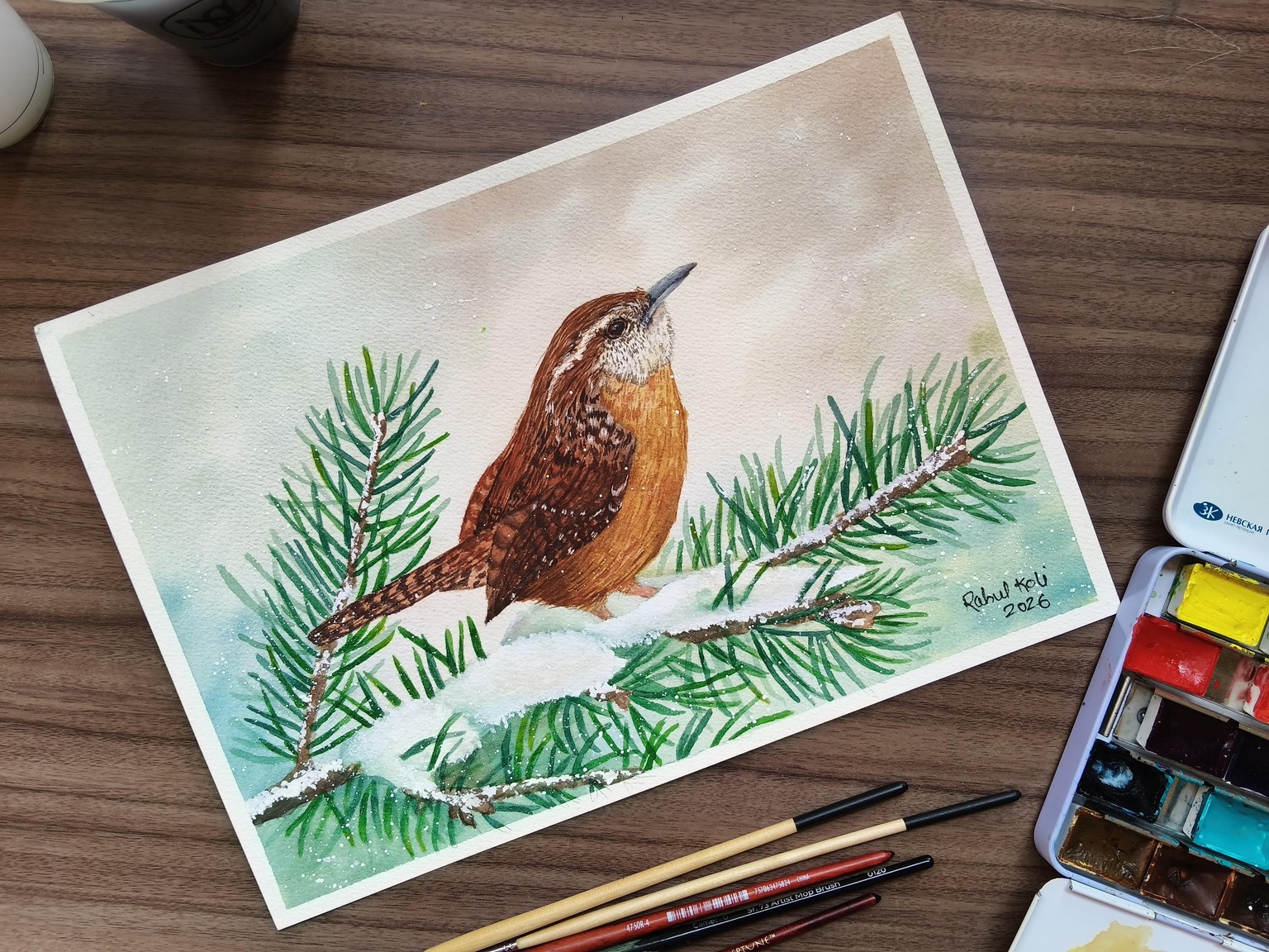 Carolina Wren on Pine Branches in a winter. .!!! - image 1 - student project