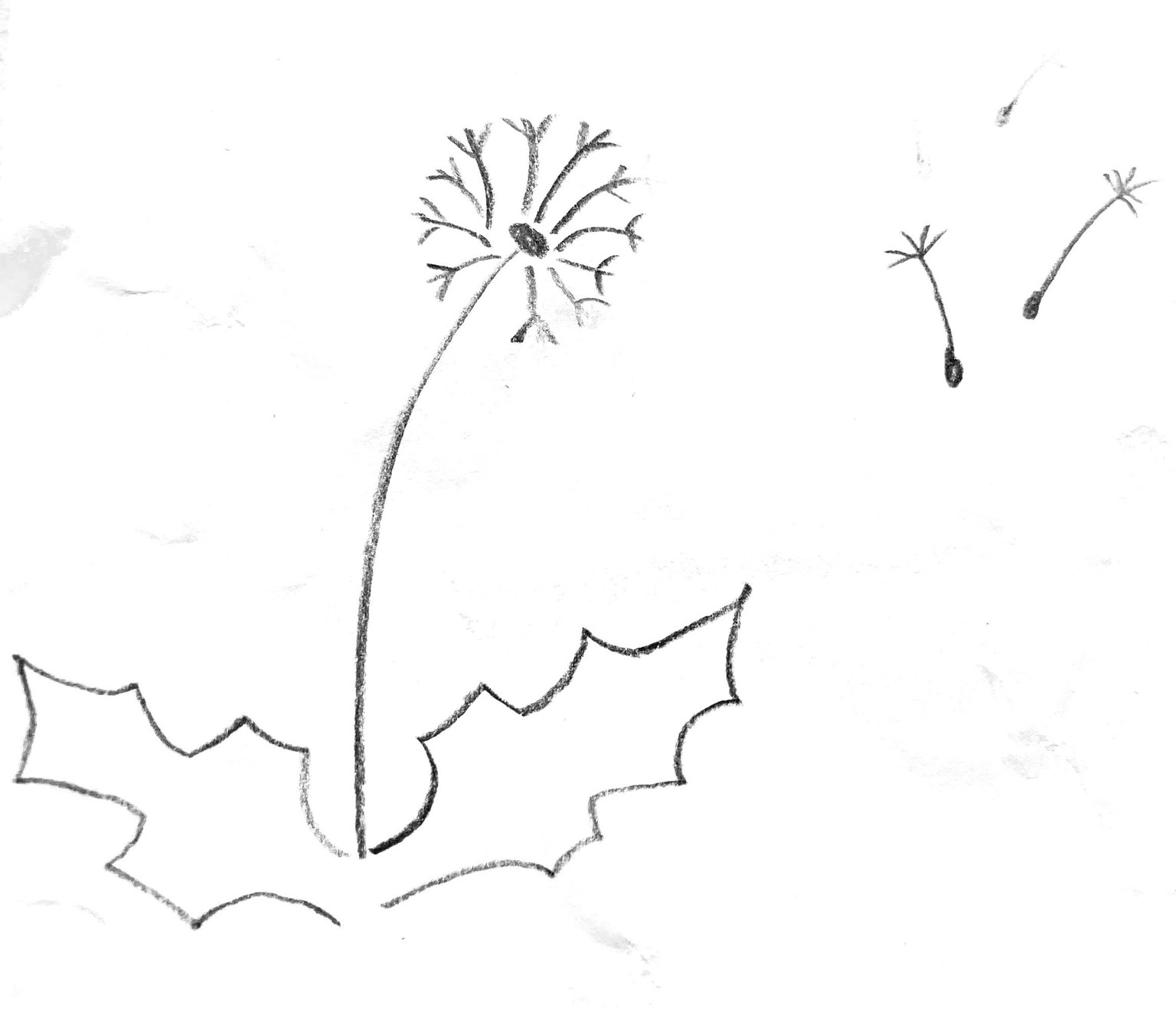 Dandelion Wishes gift wrap - image 1 - student project