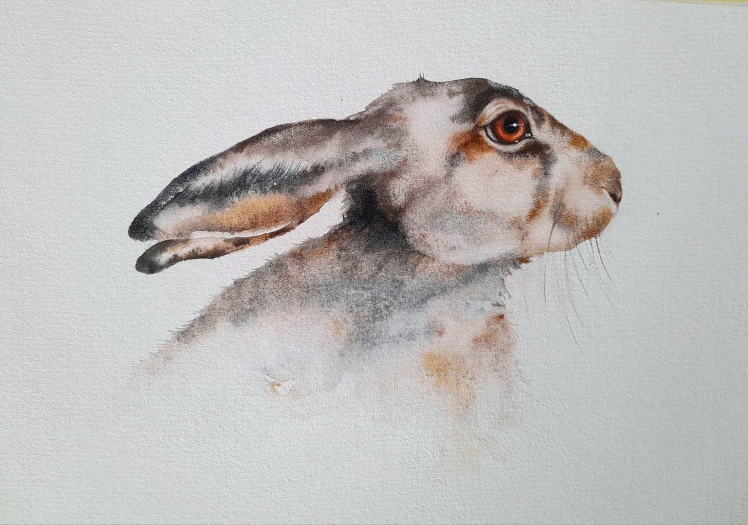 Summer Hare - image 1 - student project
